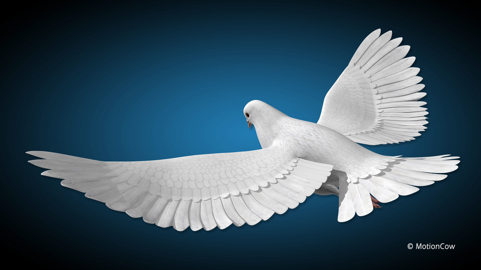 Dove - Flight 3D model_6