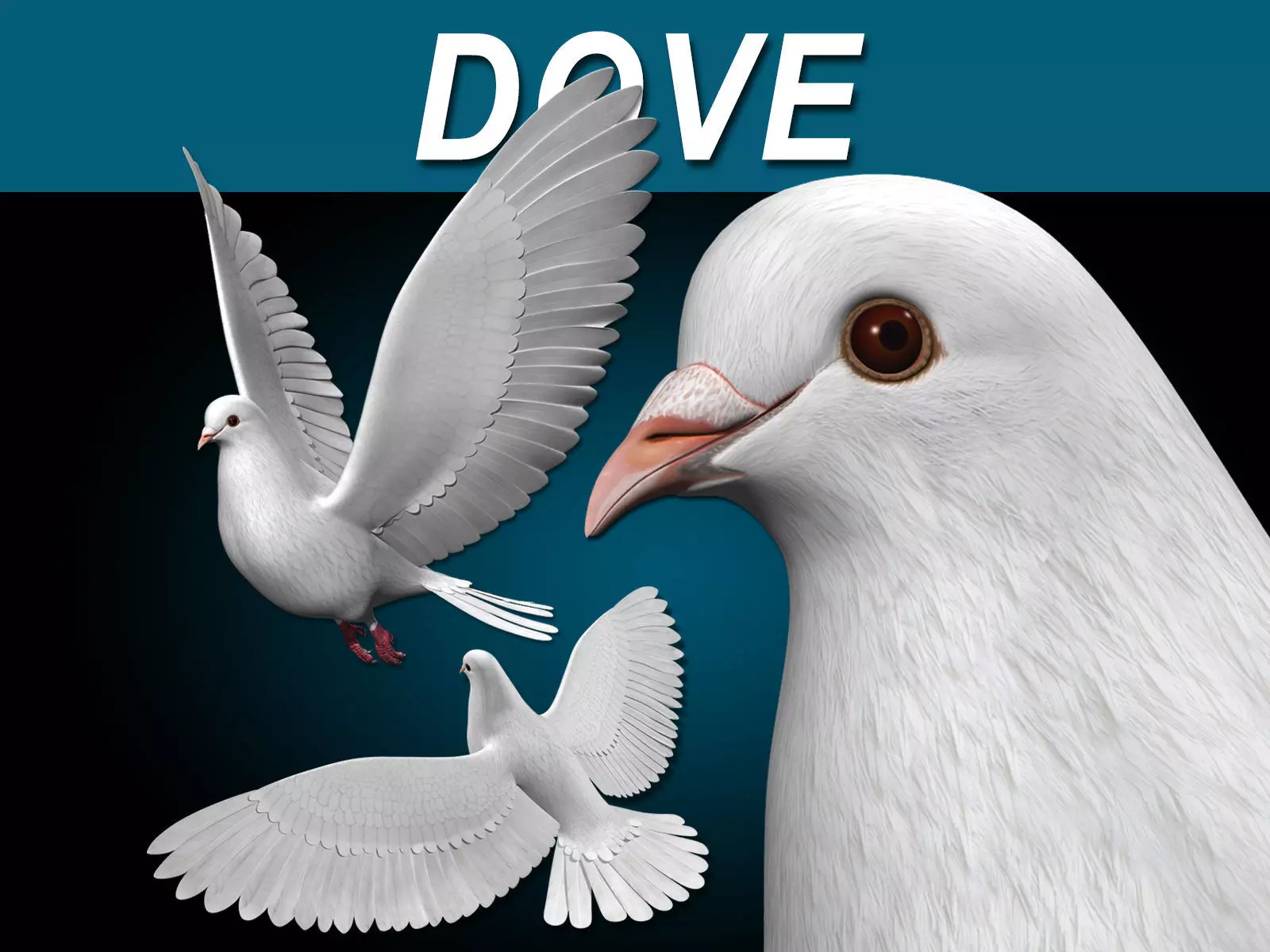 Dove - Flight 3D model_0