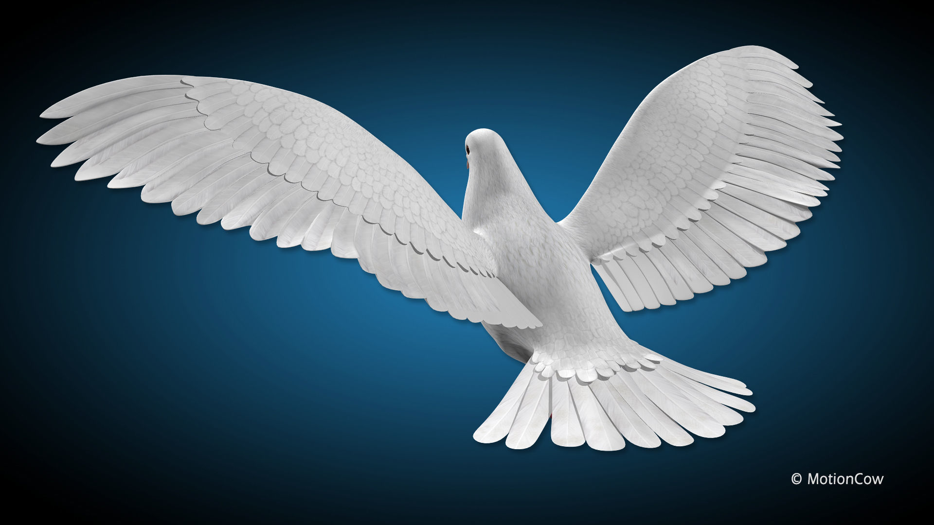 Dove - Flight 3D model_3