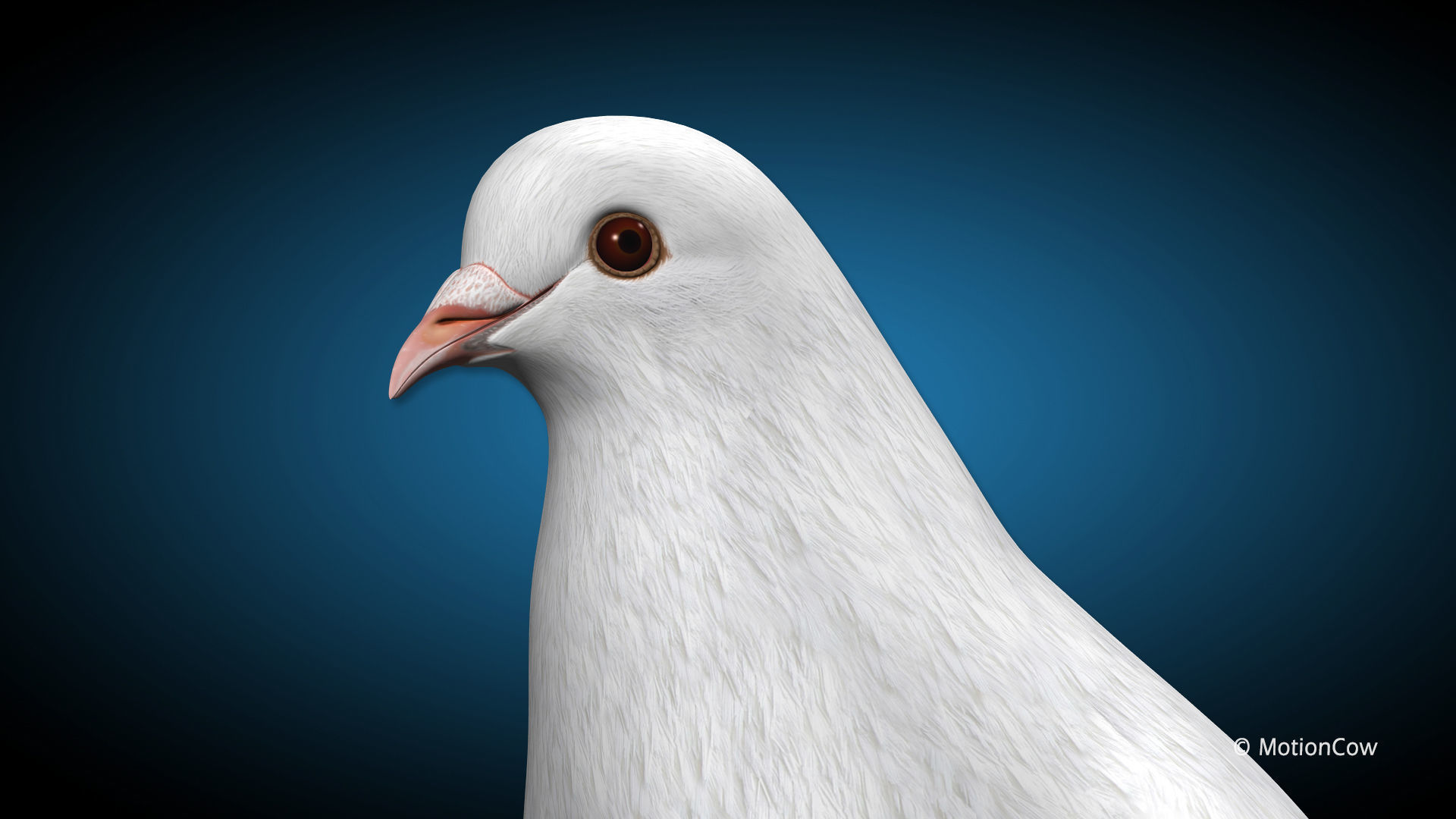 Dove - Flight 3D model_8