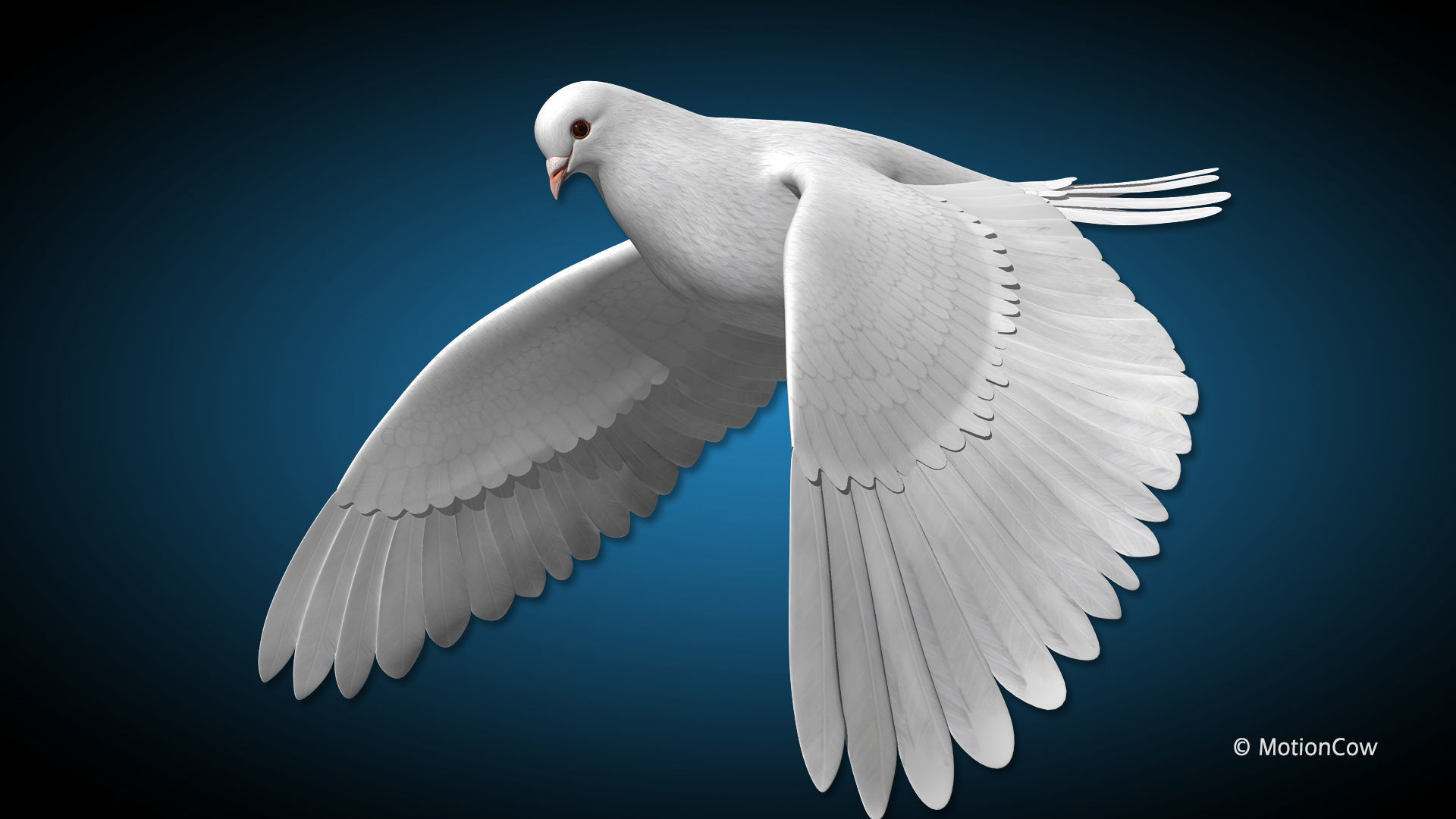 Dove - Flight 3D model_7