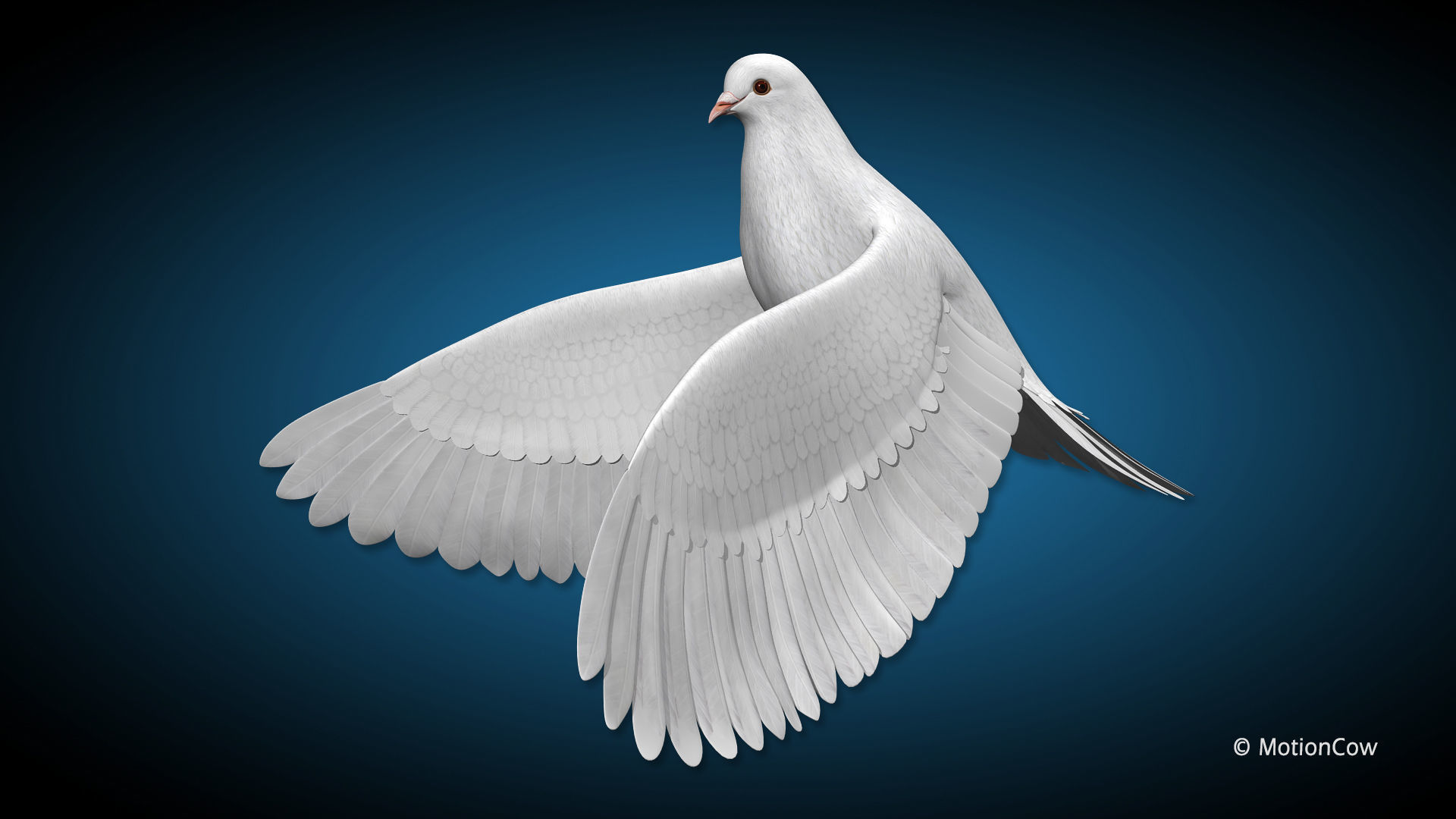 Dove - Flight 3D model_5