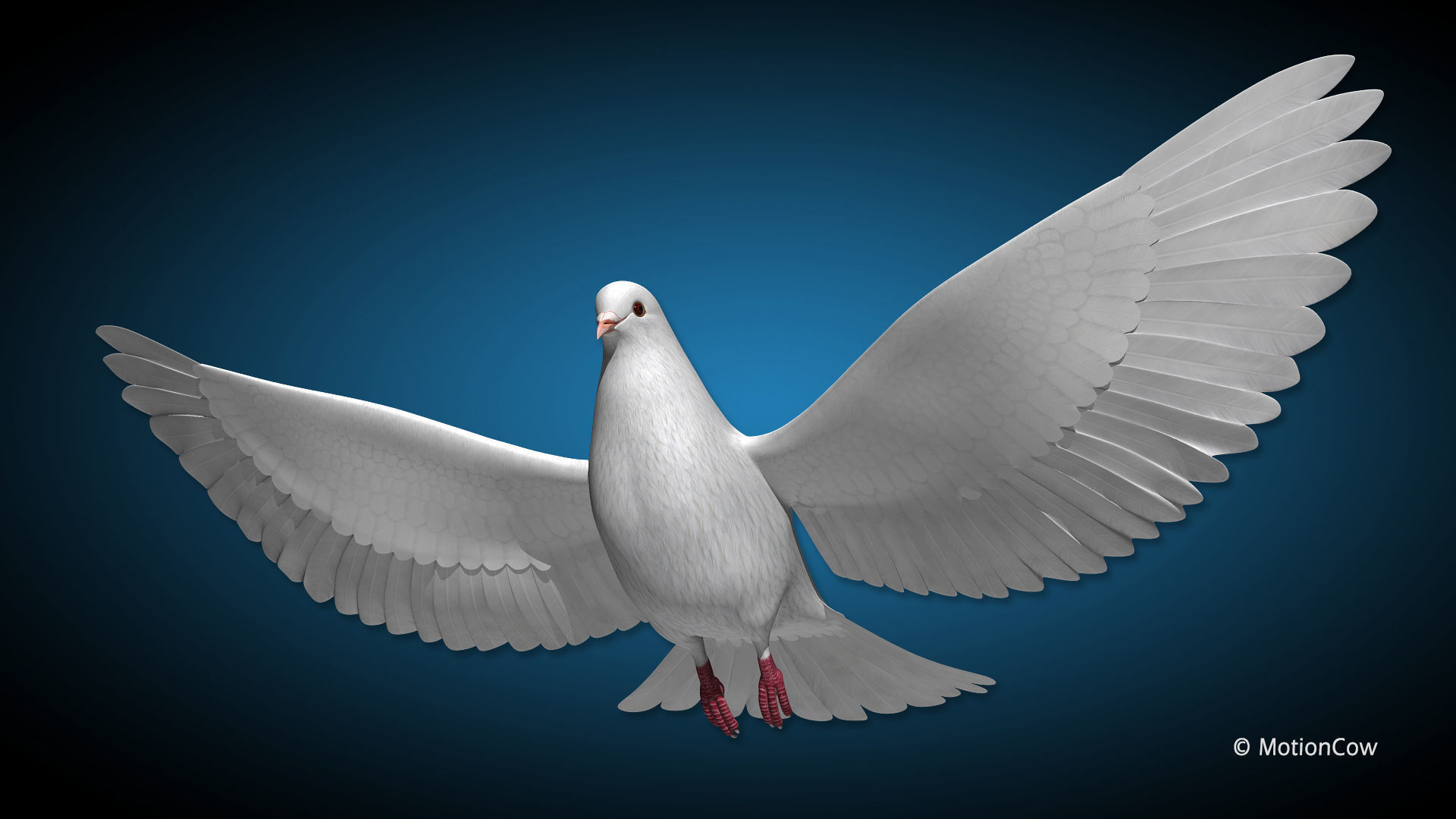 Dove - Flight 3D model_2