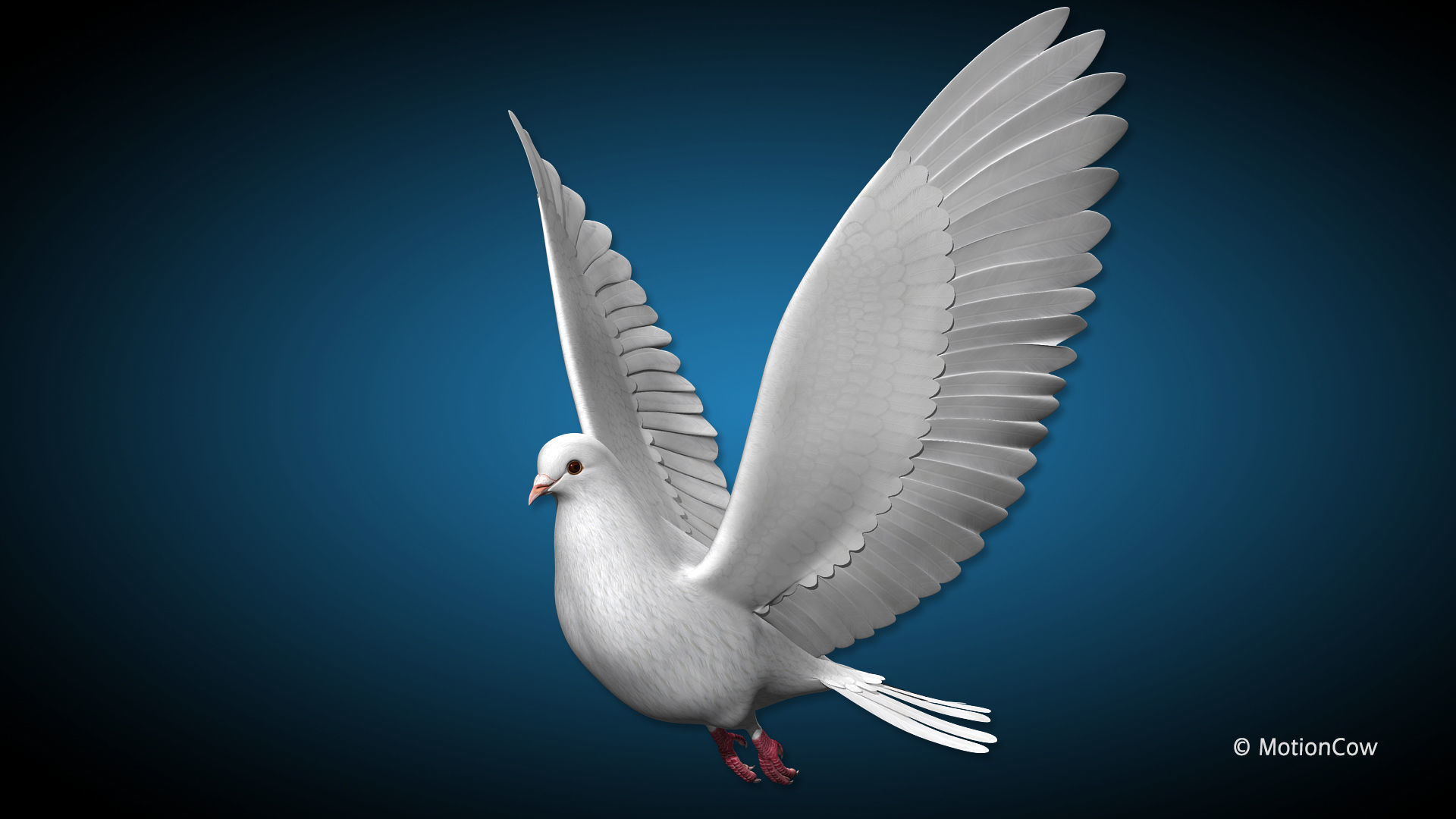 Dove - Flight 3D model_4