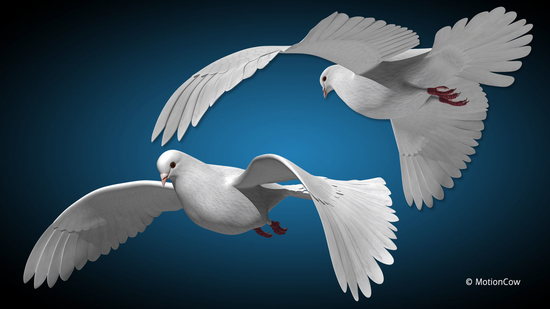 Dove - Flight 3D model_12