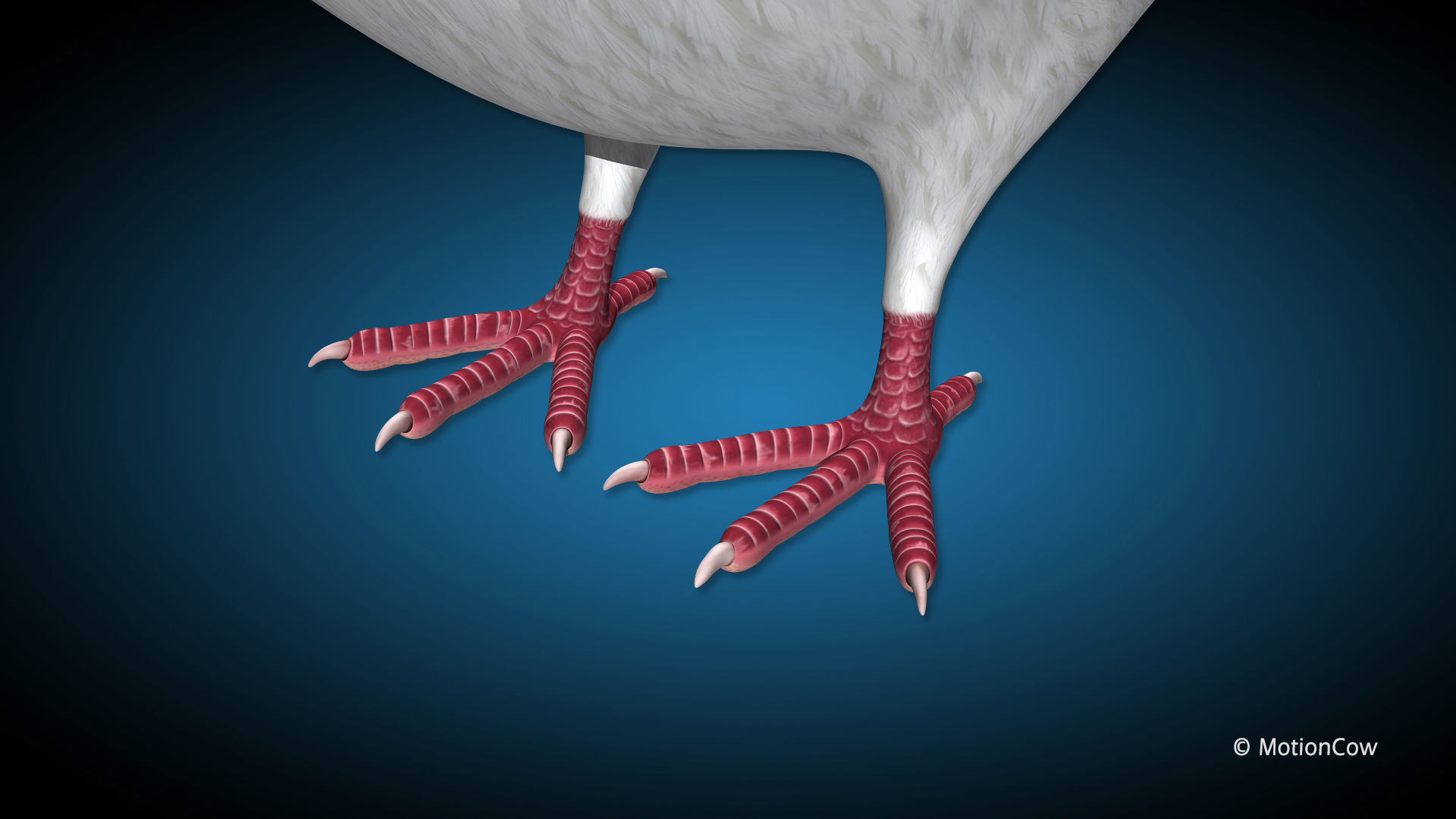 Dove - Flight 3D model_14