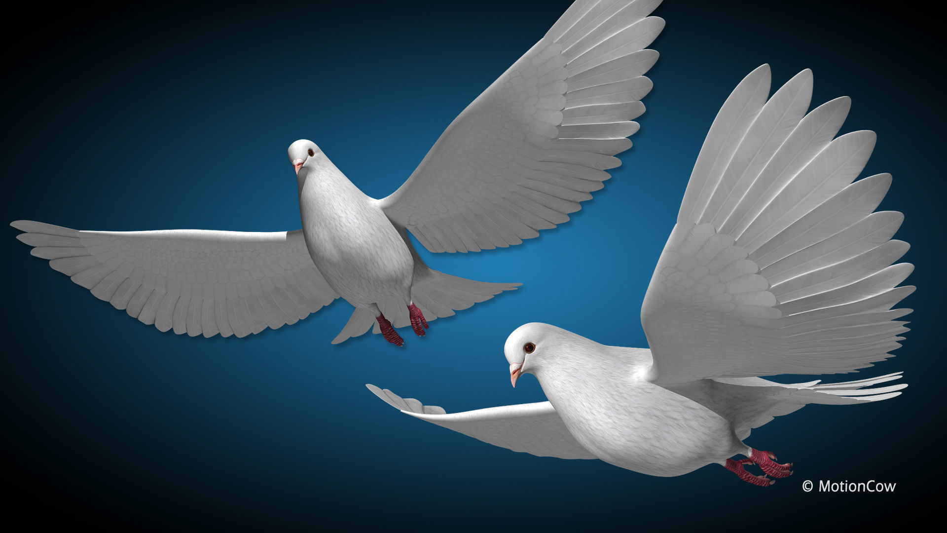 Dove - Flight 3D model_13
