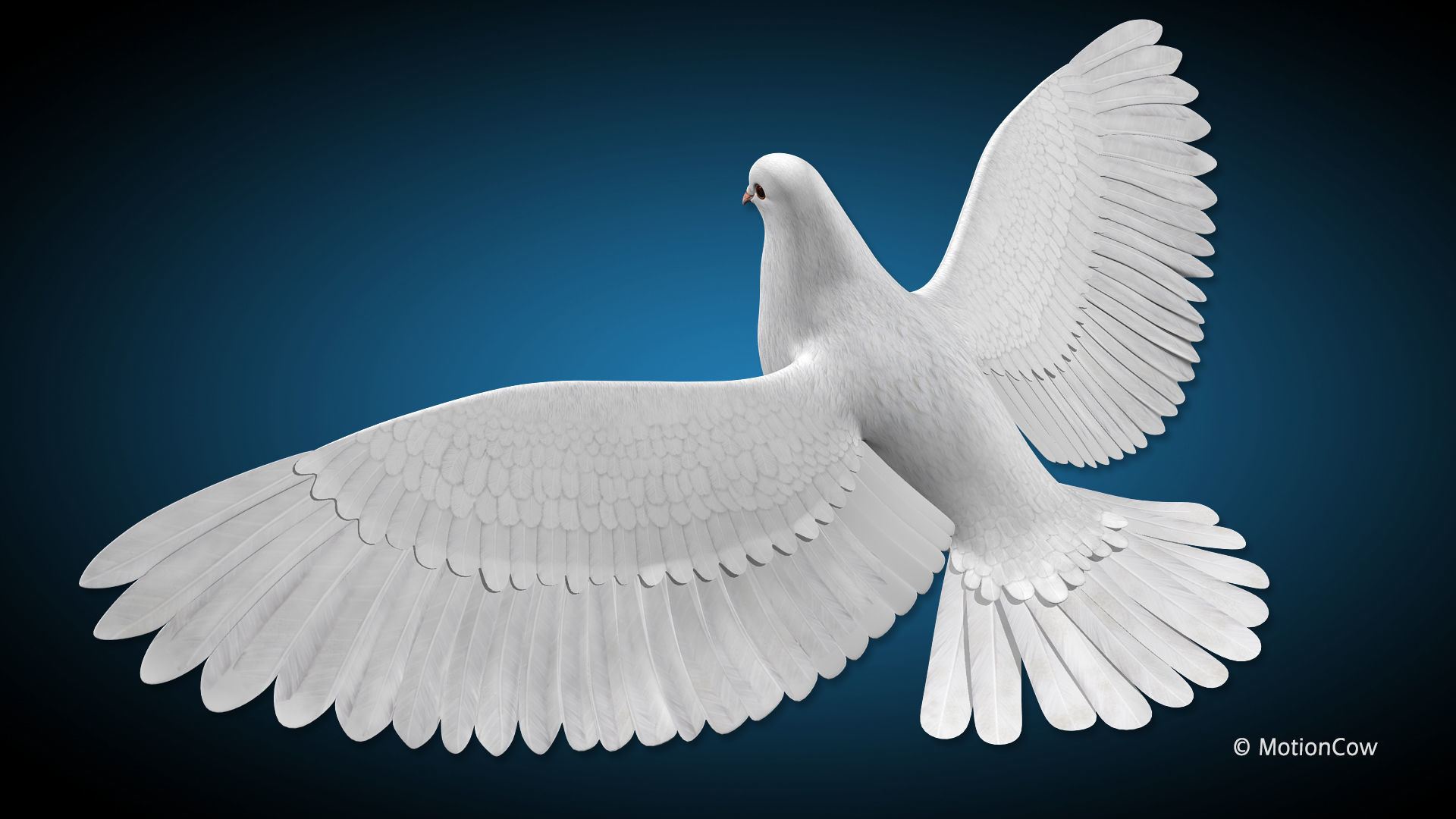 Dove - Flight 3D model_9