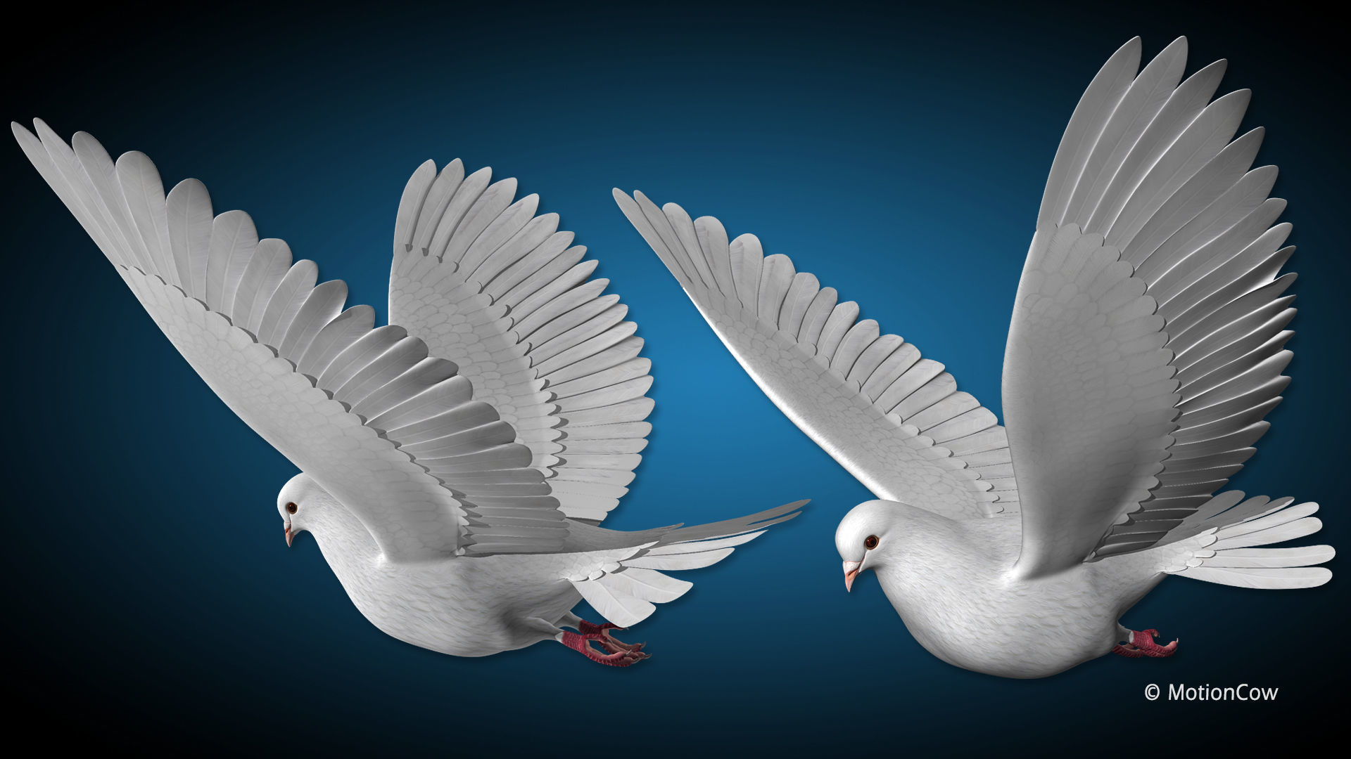 Dove - Flight 3D model_11