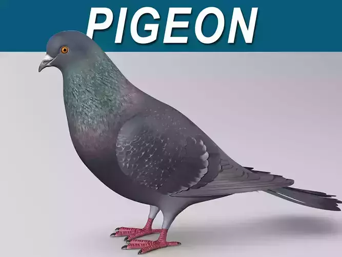Pigeon B - Folded Wings 3D model