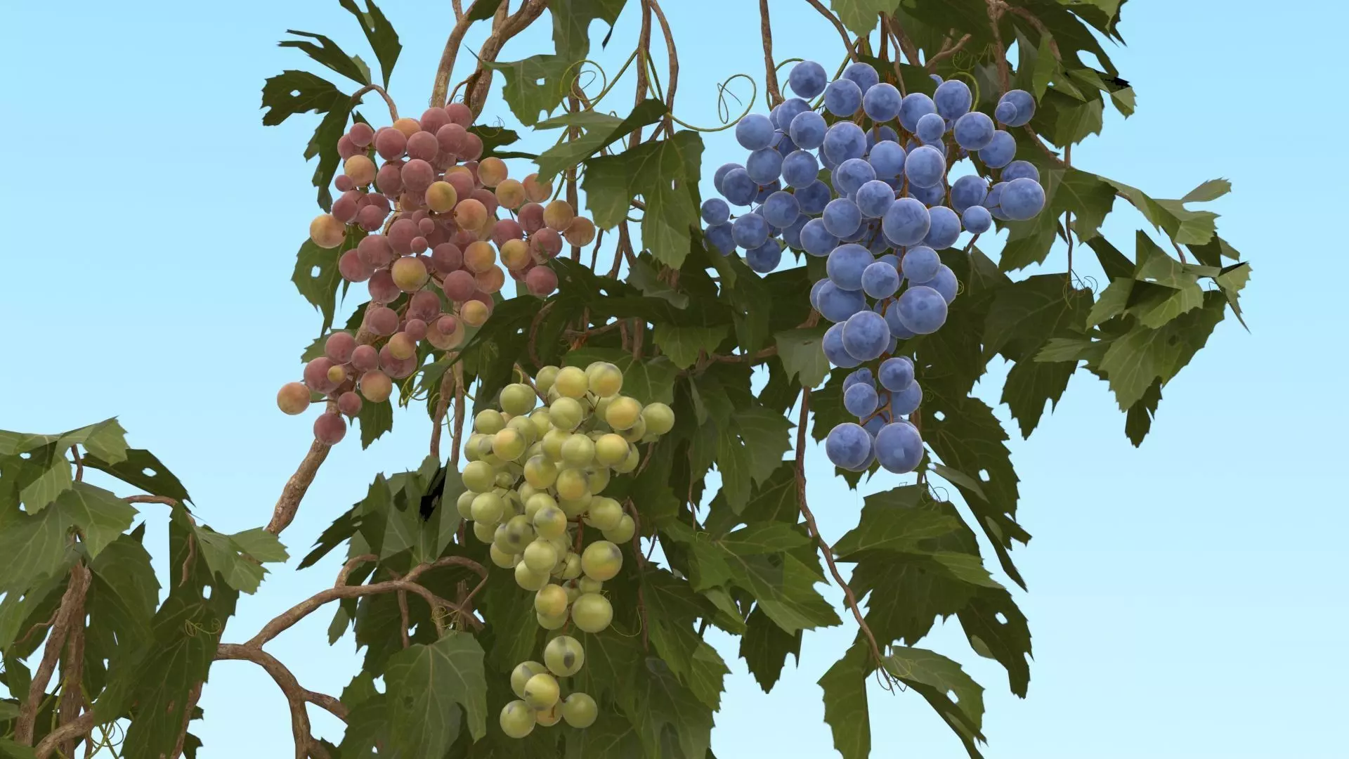 Grape vine  3D model_0