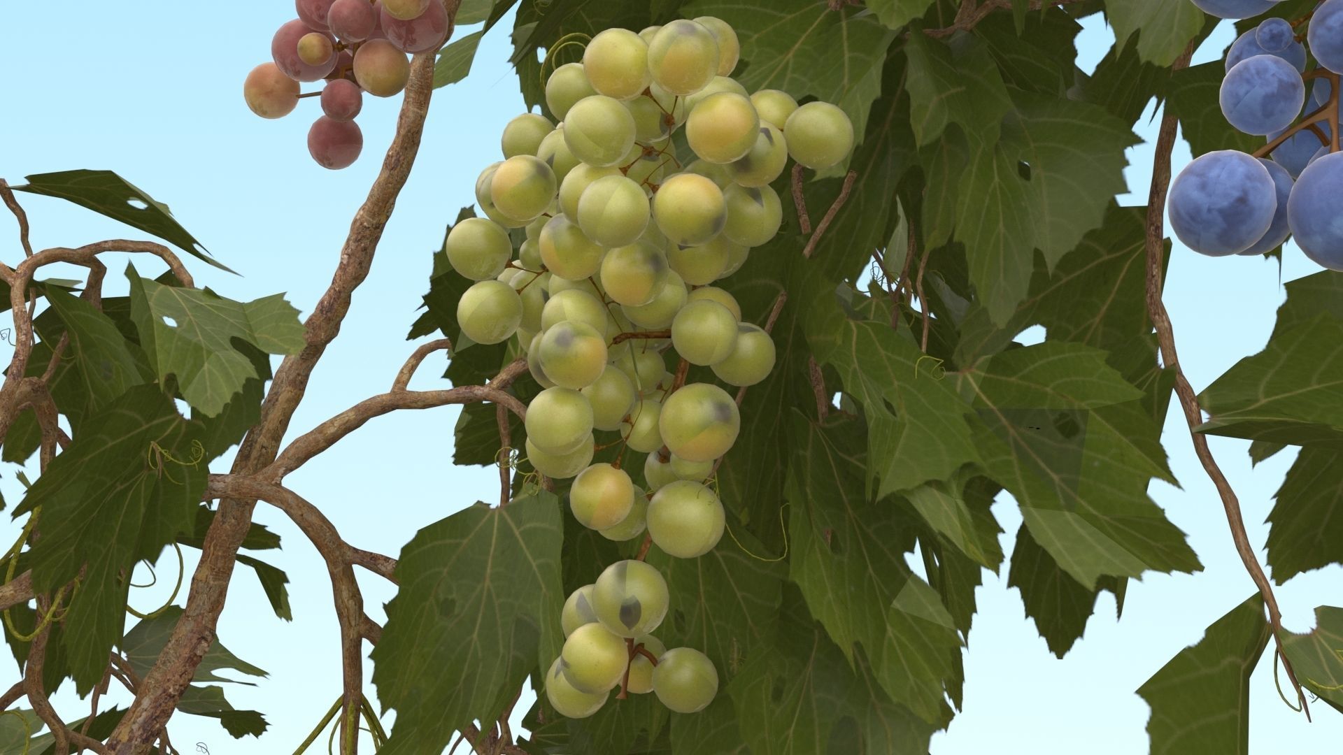 Grape vine  3D model_3