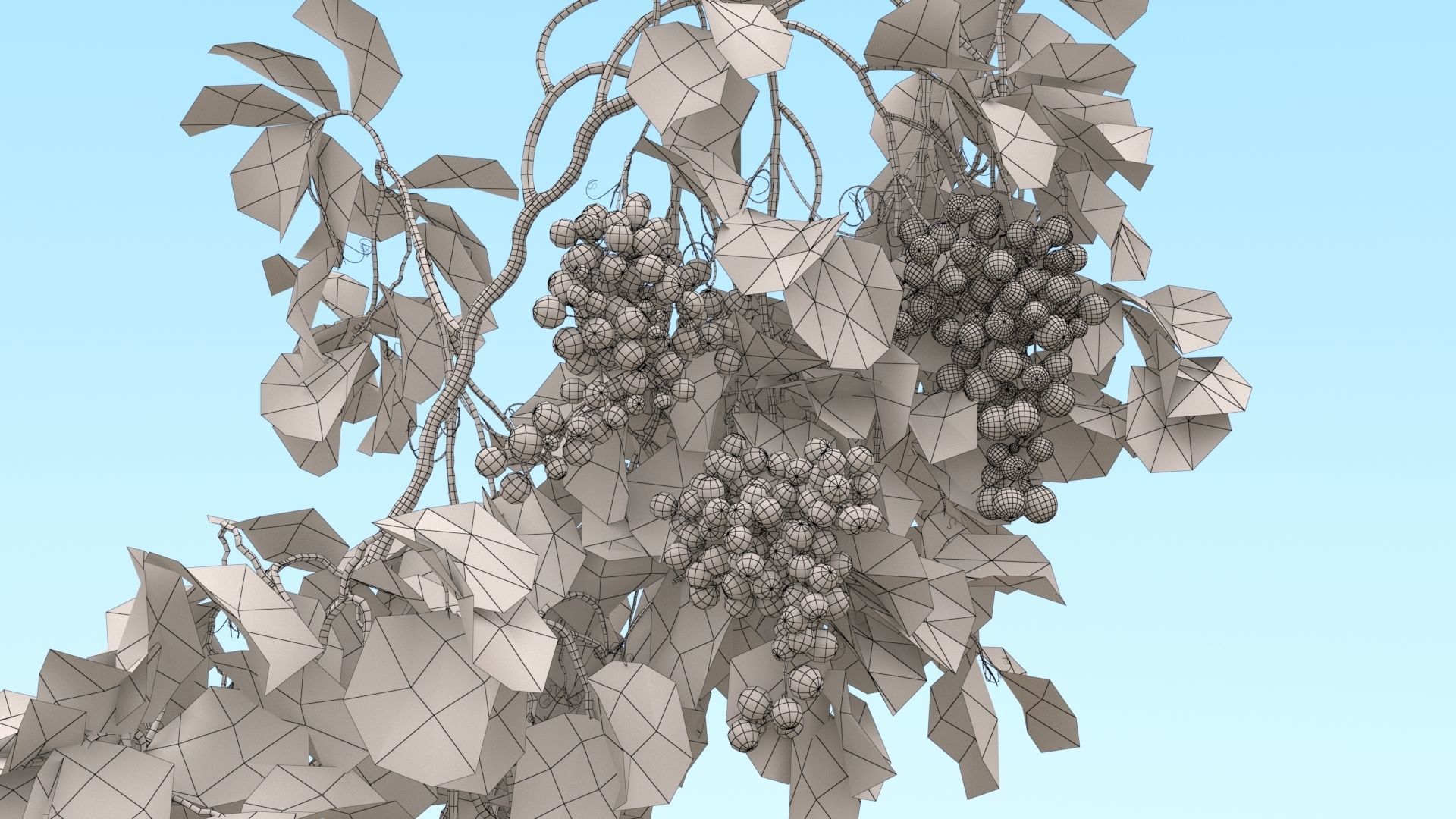 Grape vine  3D model_5