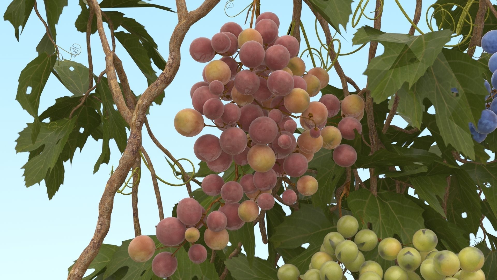 Grape vine  3D model_4