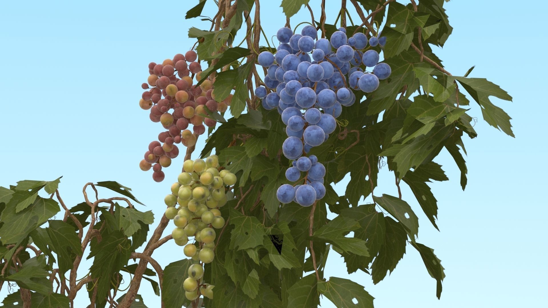 Grape vine  3D model_1