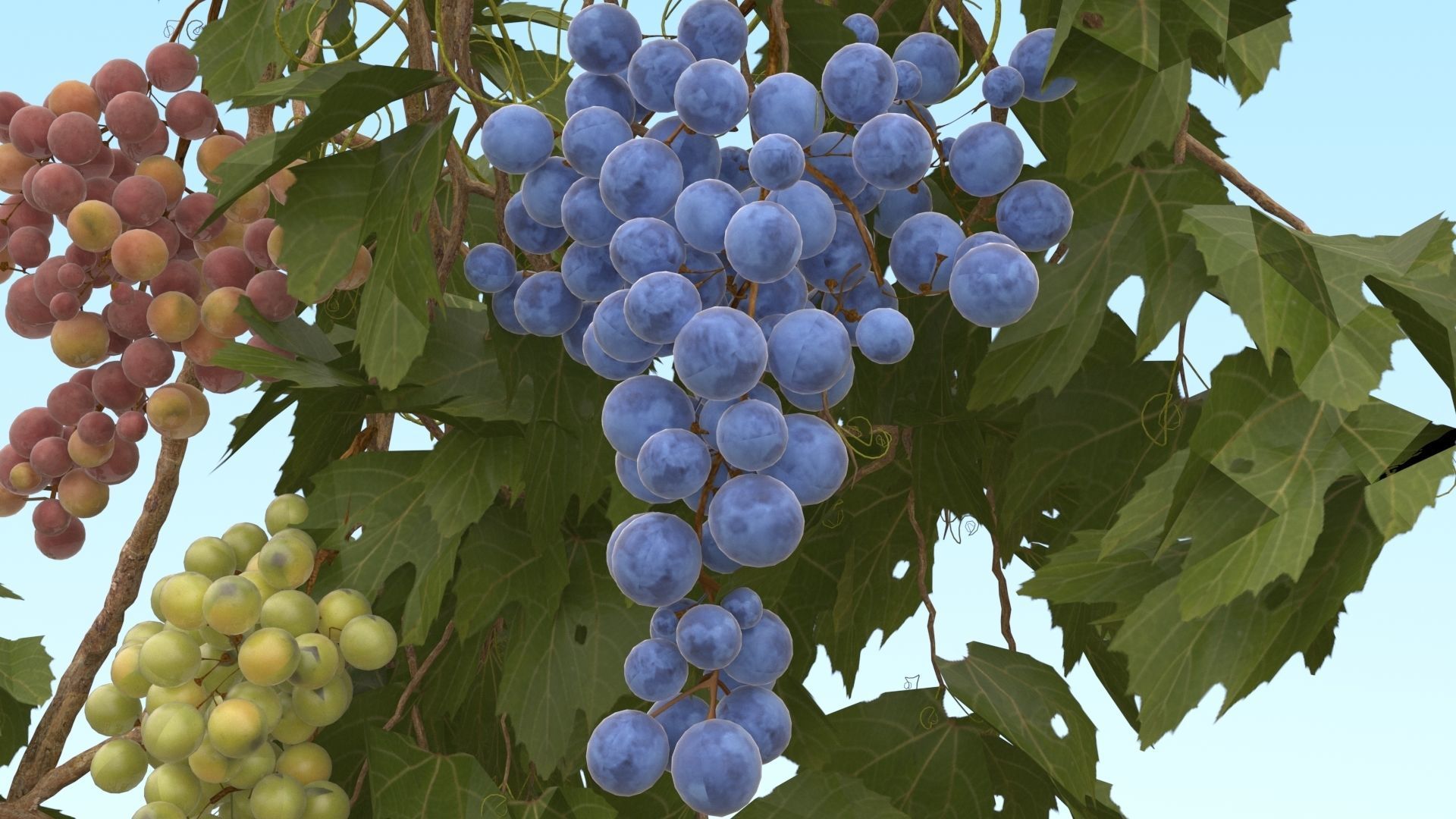 Grape vine  3D model_2