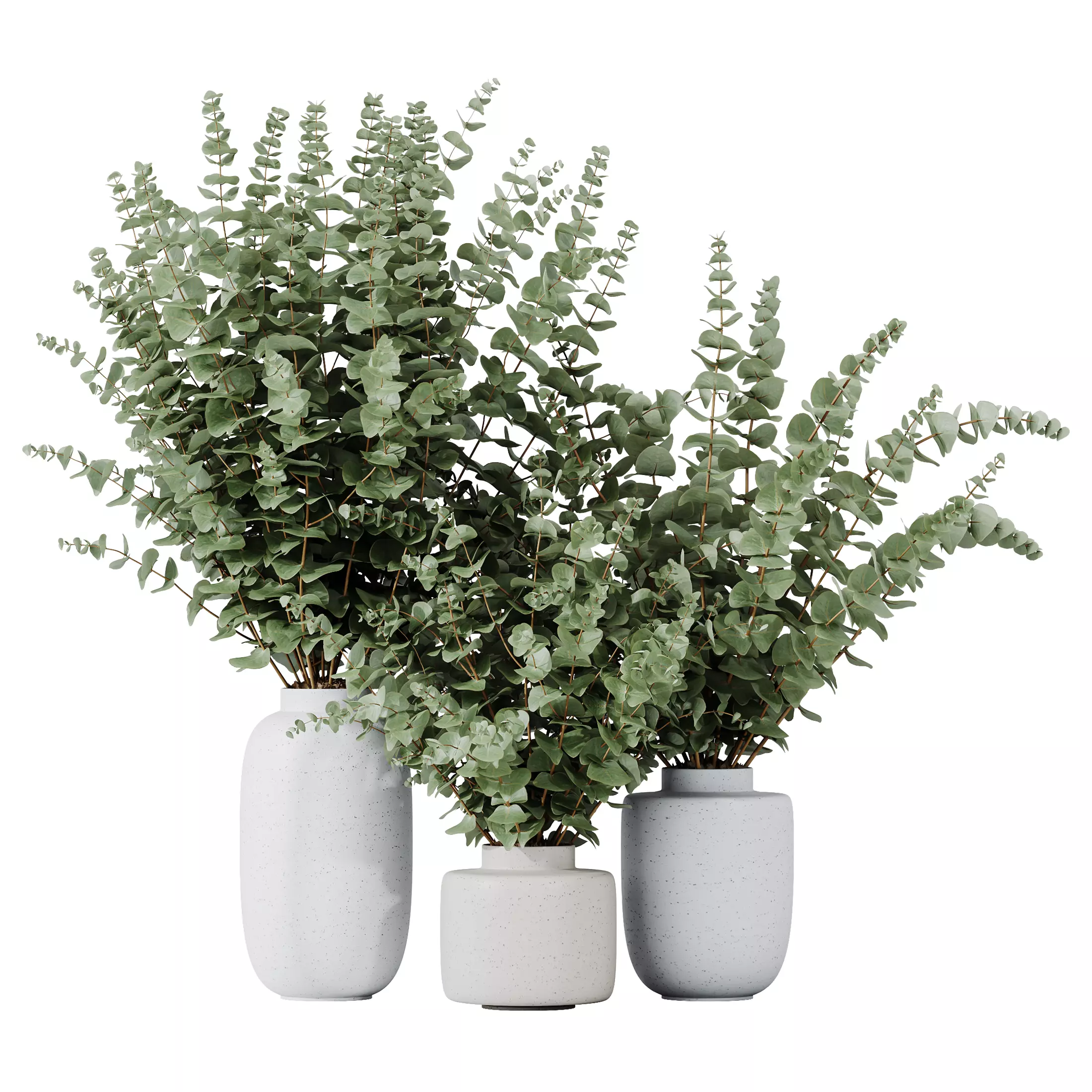 Branche Decorative Foliage Dollar Authentic Eucalyptus Bouquet02 3D model_0