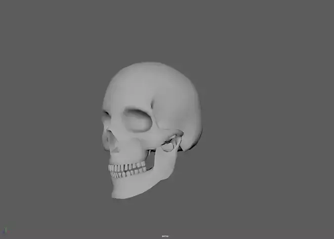 Human Skull