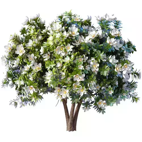 Decorative Outdoor Flowering Garden Tree Plant Shrub Magnolia