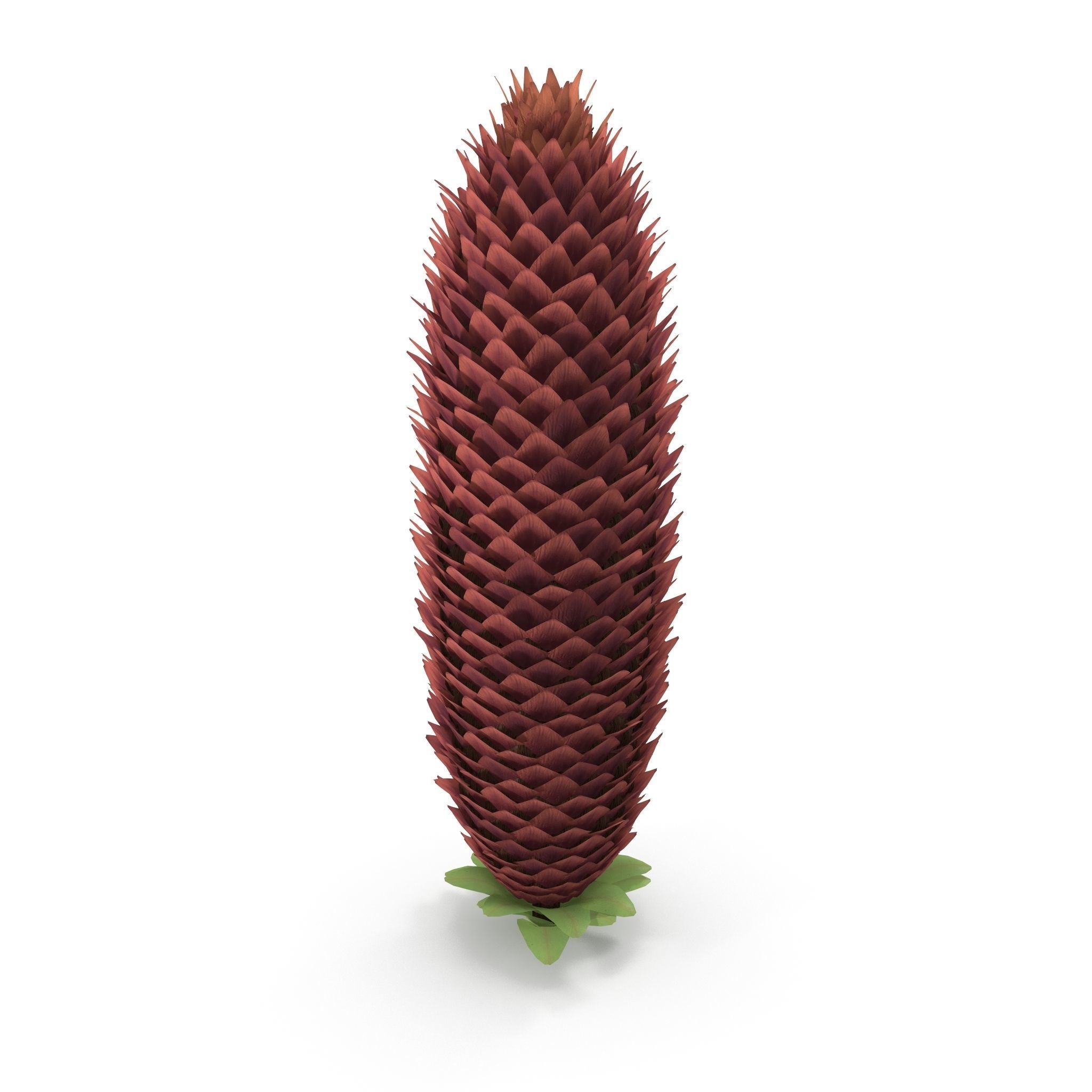 Conifer cone 3D model_2