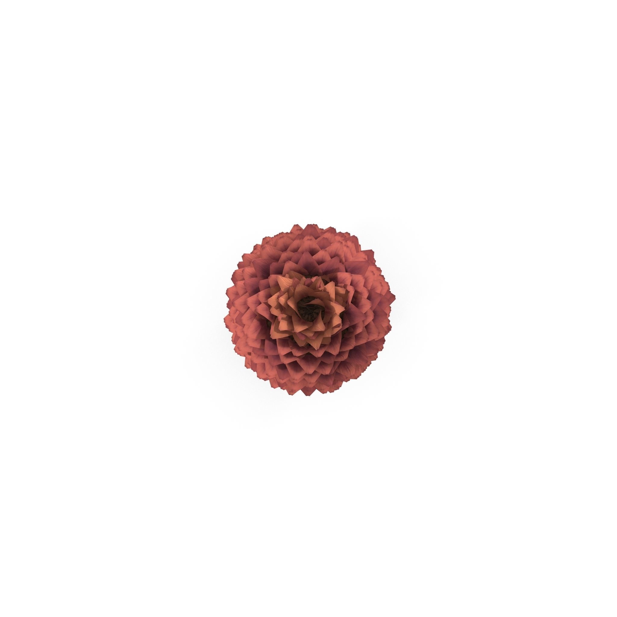 Conifer cone 3D model_3