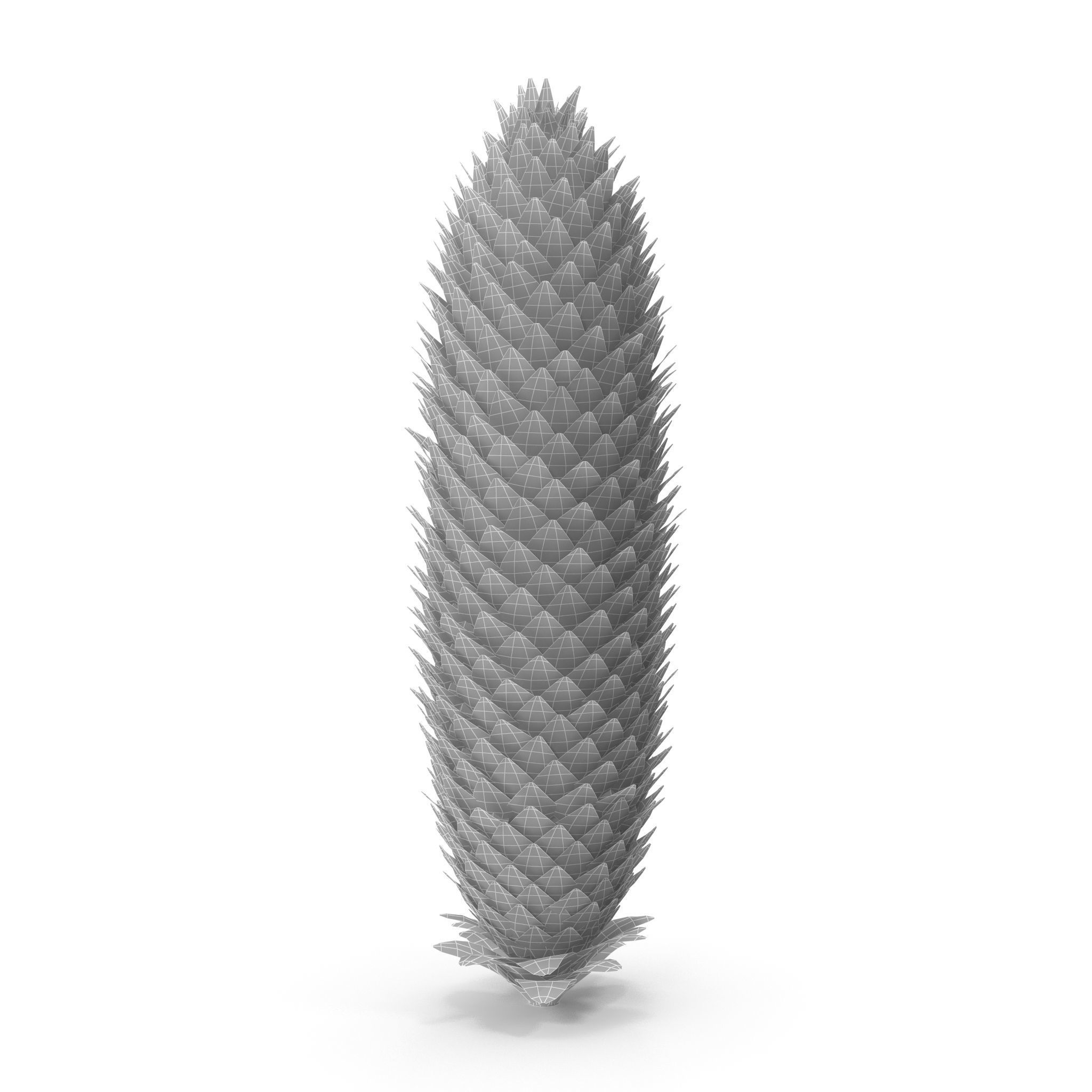 Conifer cone 3D model_8