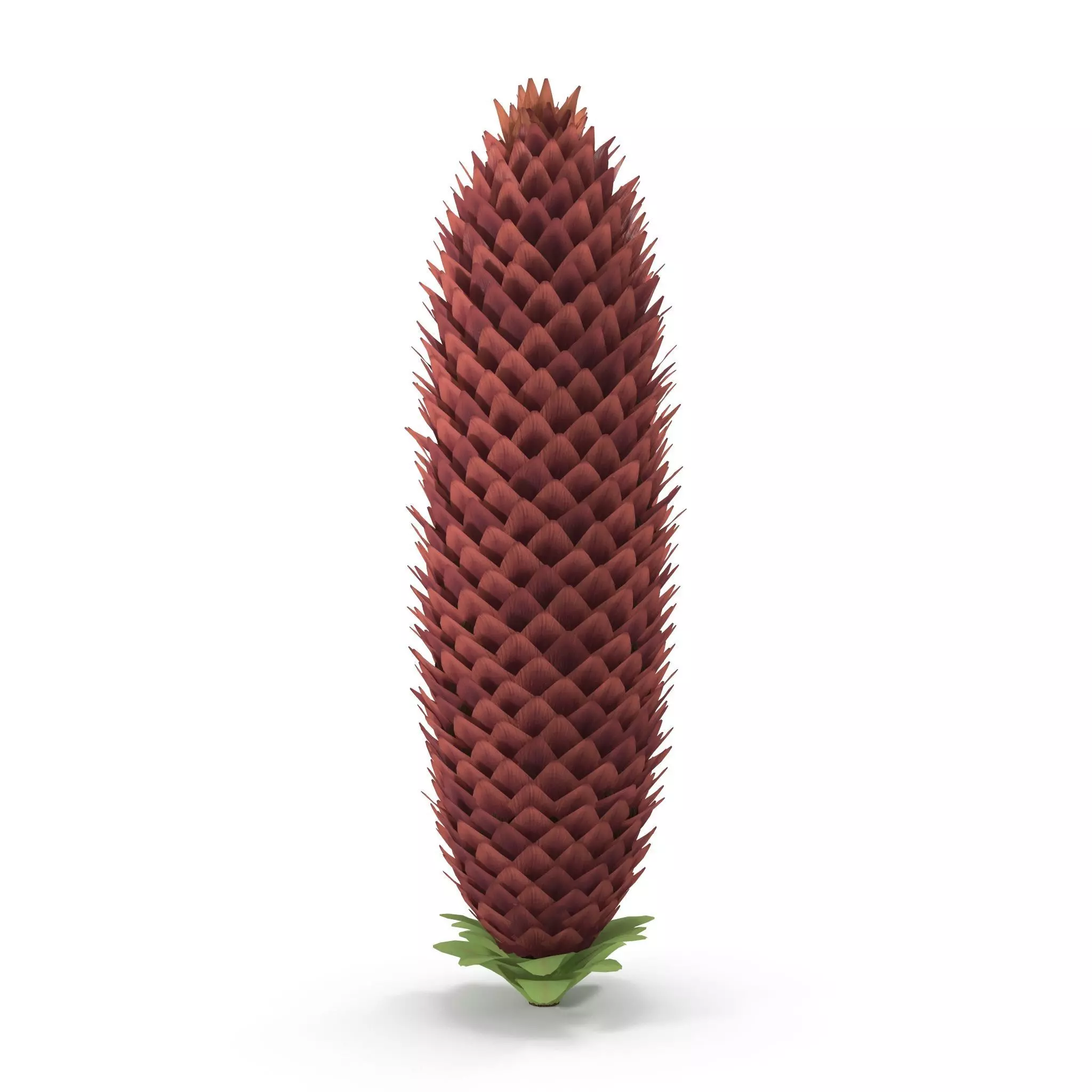 Conifer cone 3D model_0