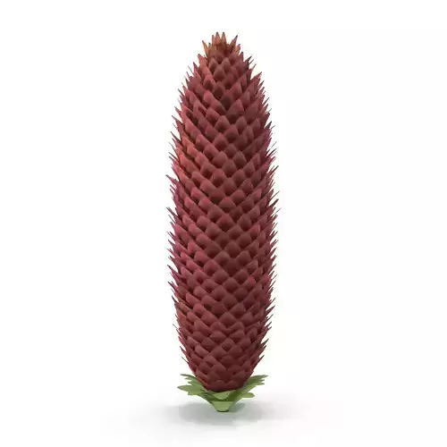 Conifer cone