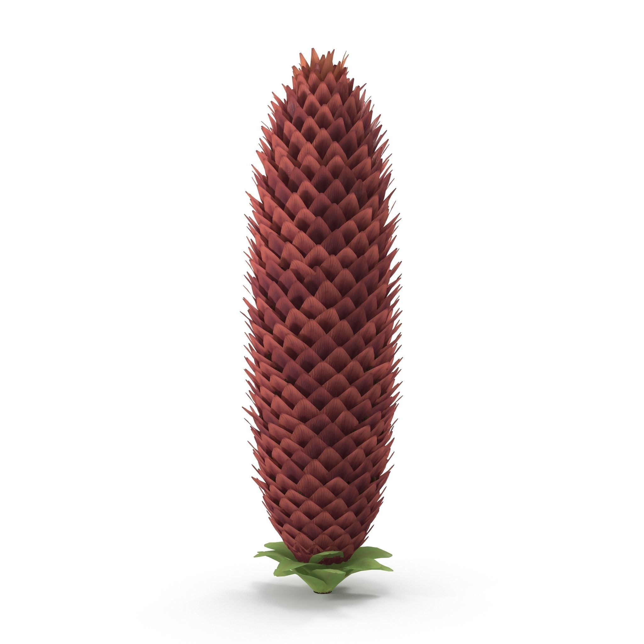 Conifer cone 3D model_4