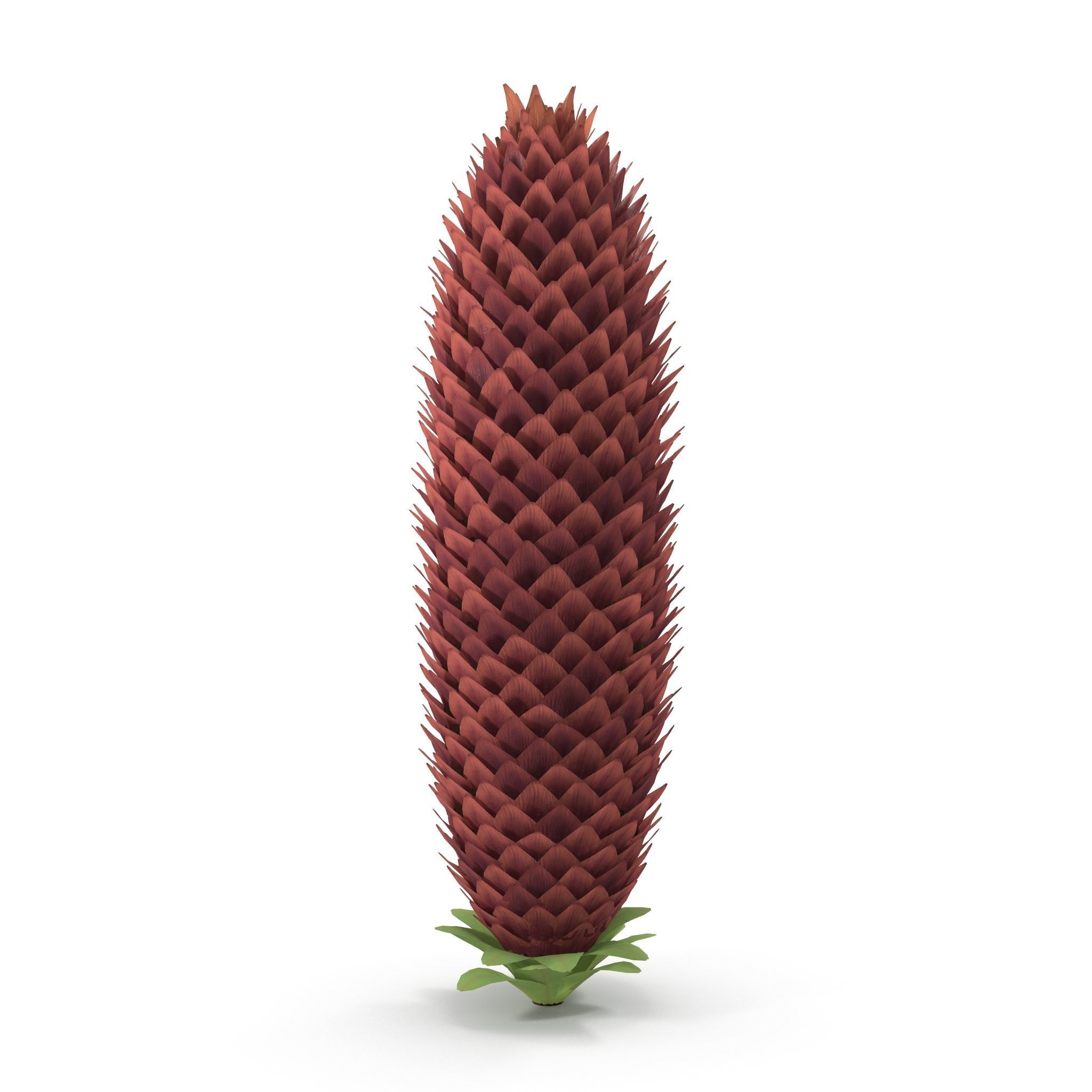 Conifer cone 3D model_5