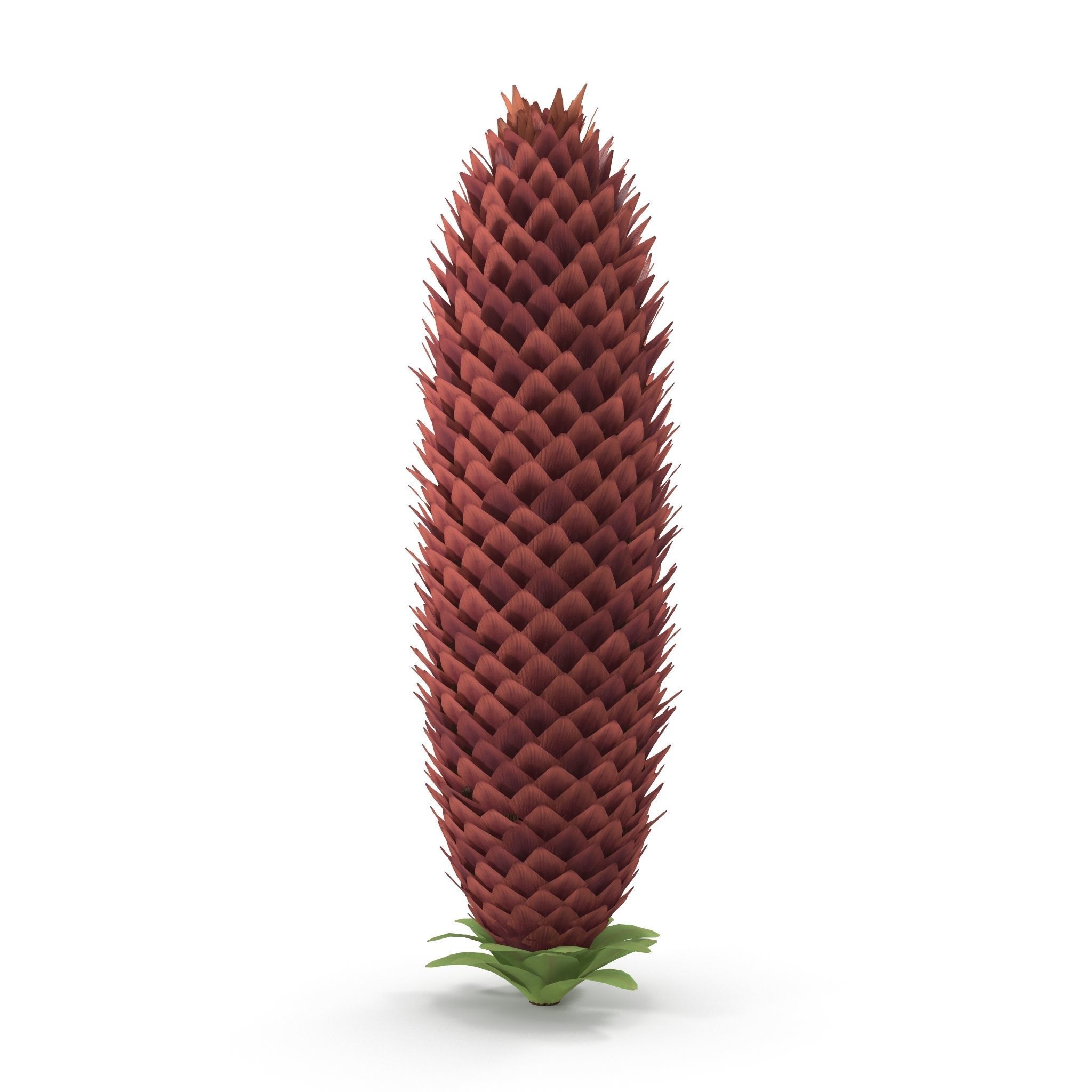 Conifer cone 3D model_6