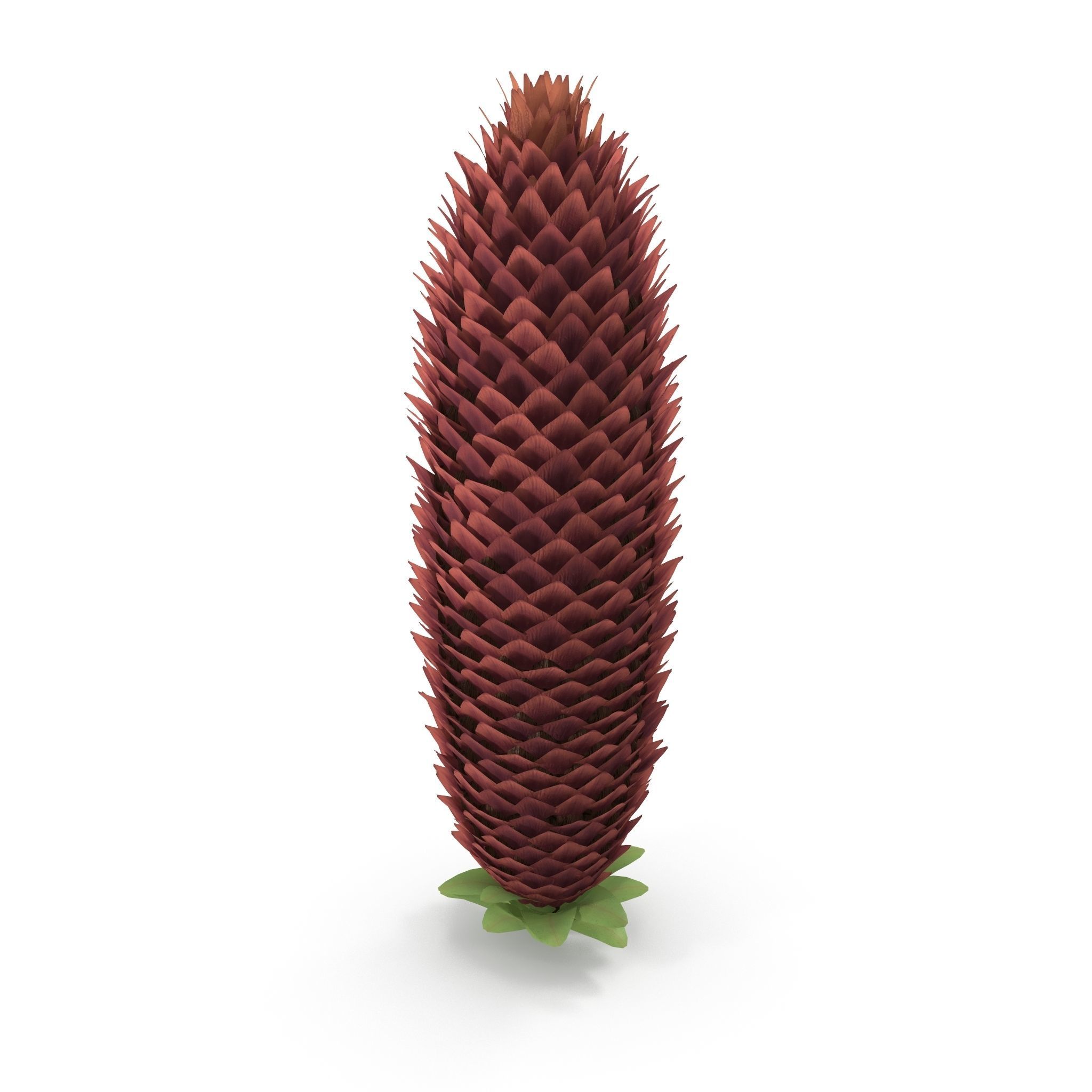 Conifer cone 3D model_1