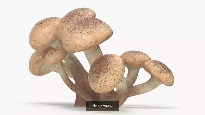 Edible Mushrooms Collection 4 3D Model Pack 7