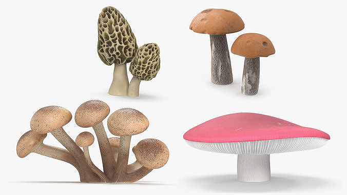 Edible Mushrooms Collection 4 3D Model Pack