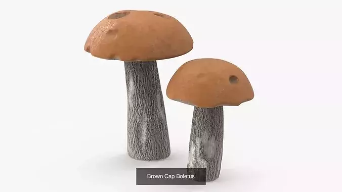Edible Mushrooms Collection 4 3D Model Pack 3