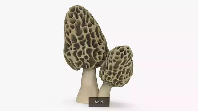 Edible Mushrooms Collection 4 3D Model Pack 5