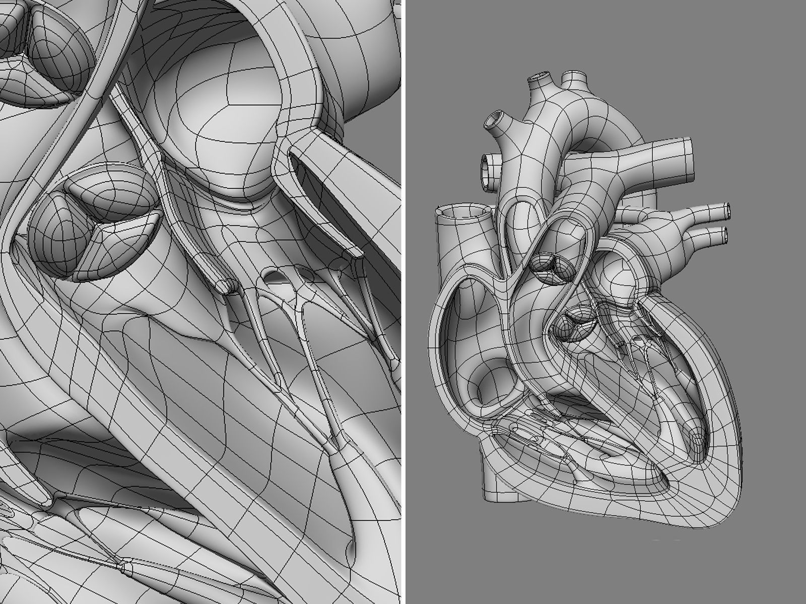 Heart X-Section 3D model_13
