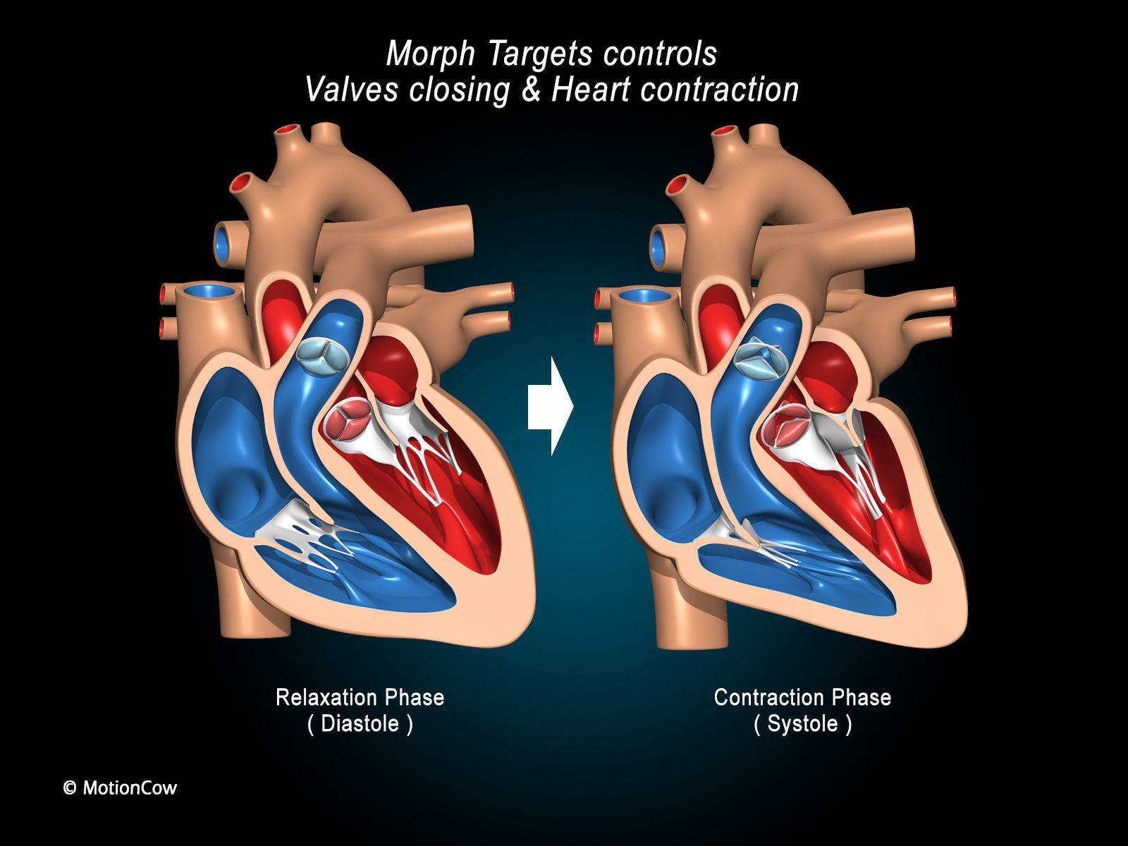 Heart X-Section 3D model_6