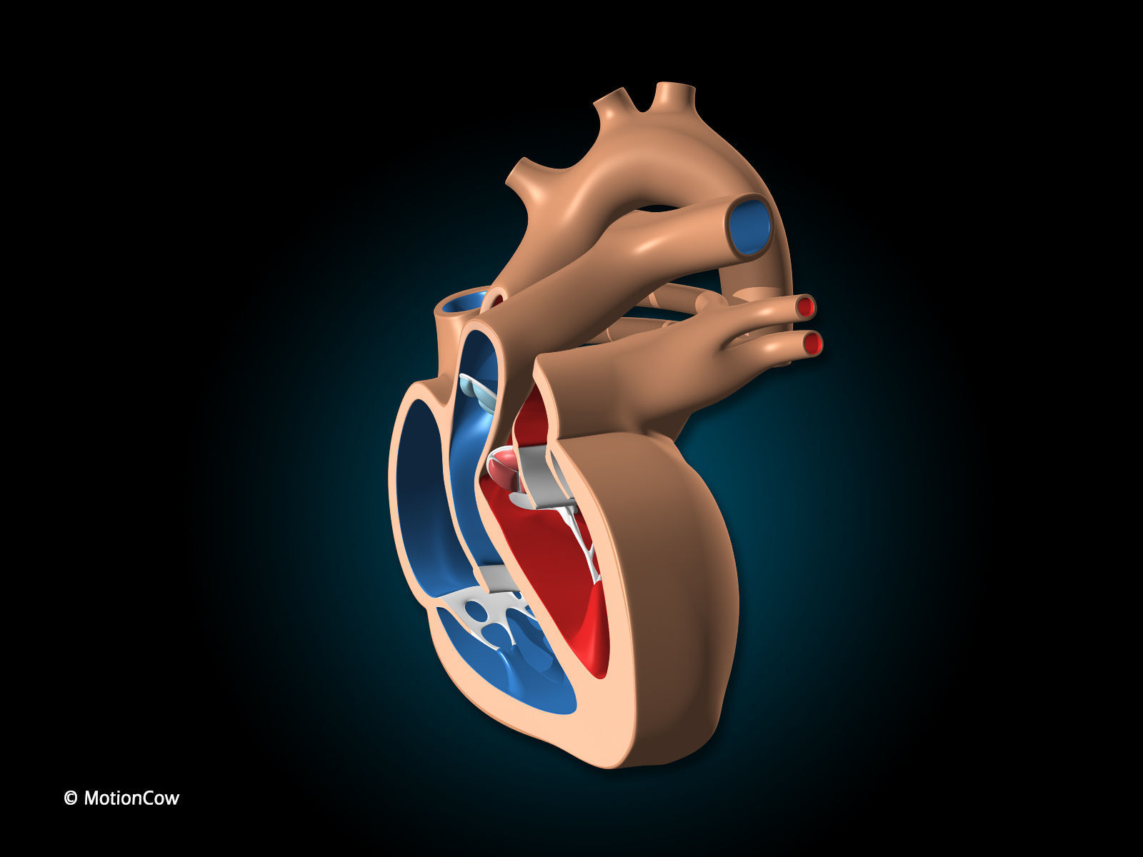 Heart X-Section 3D model_8
