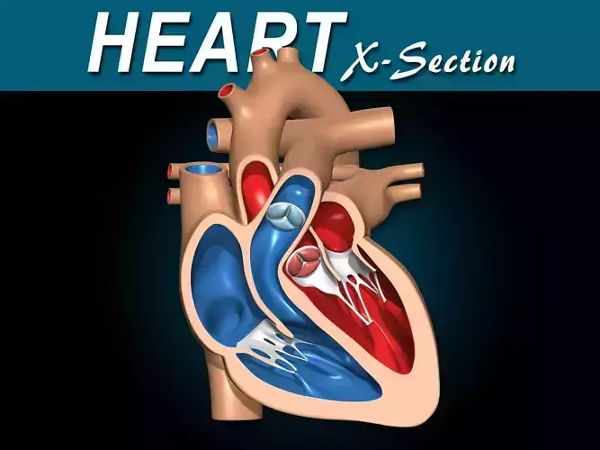 Heart X-Section 3D model