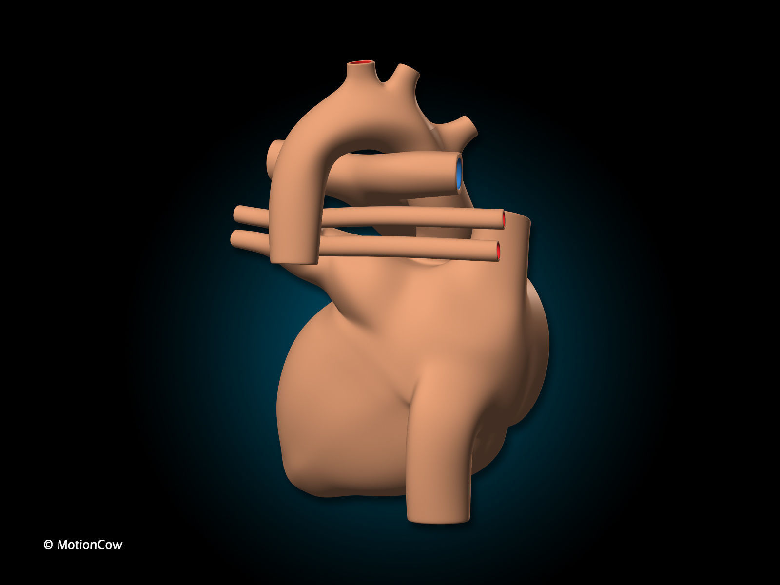 Heart X-Section 3D model_11
