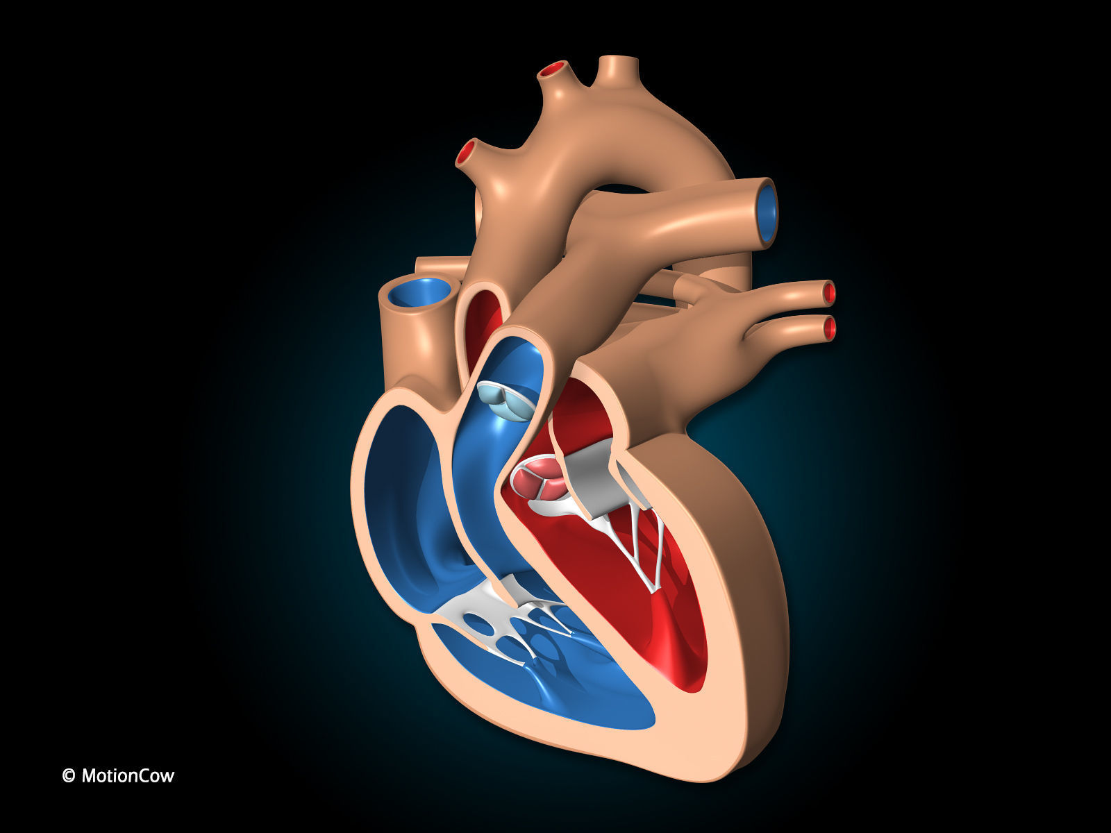 Heart X-Section 3D model_2