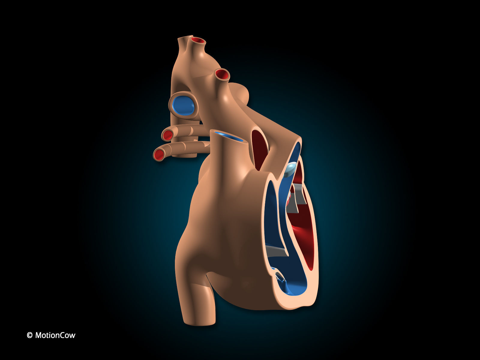 Heart X-Section 3D model_10