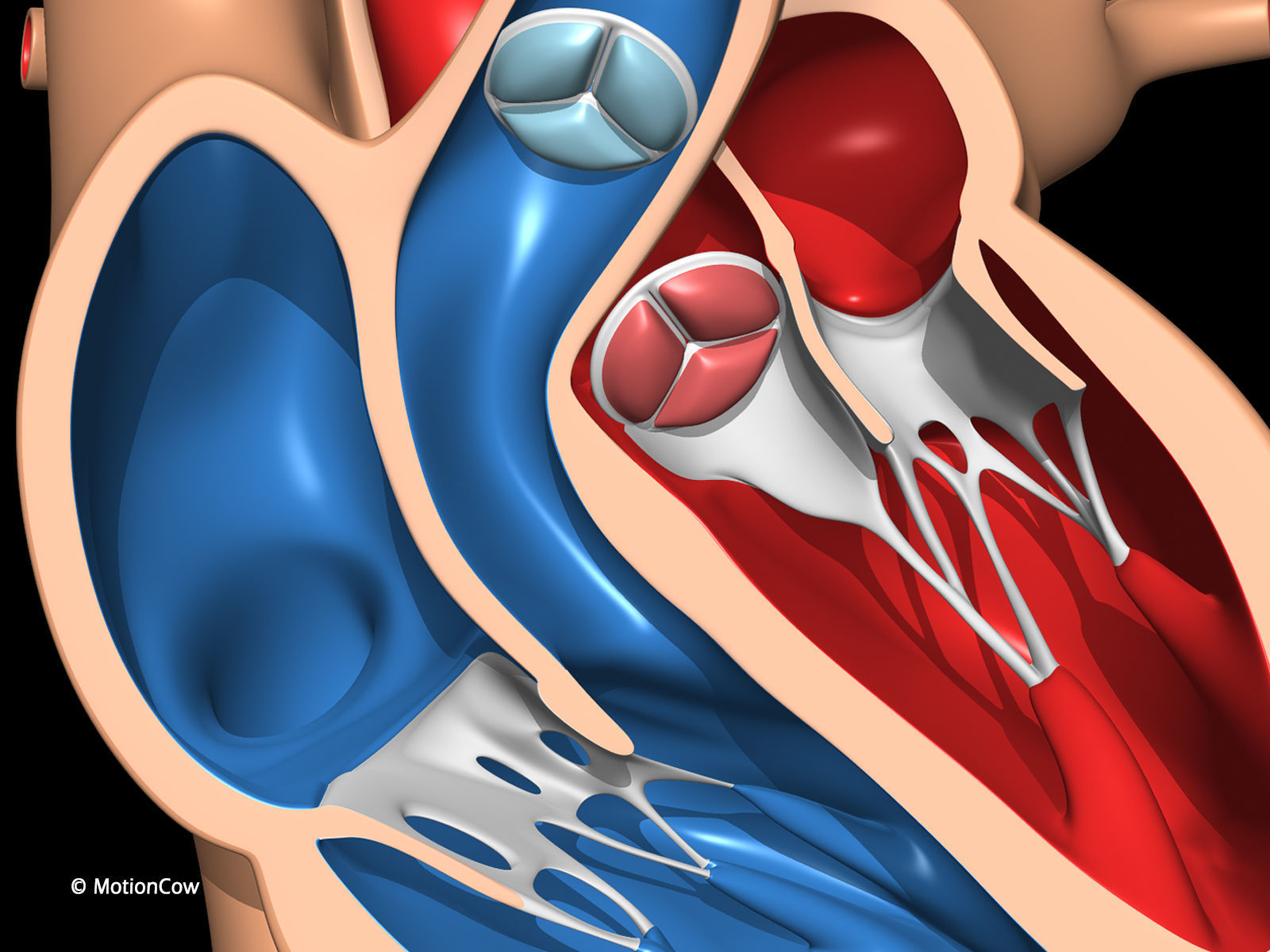 Heart X-Section 3D model_12