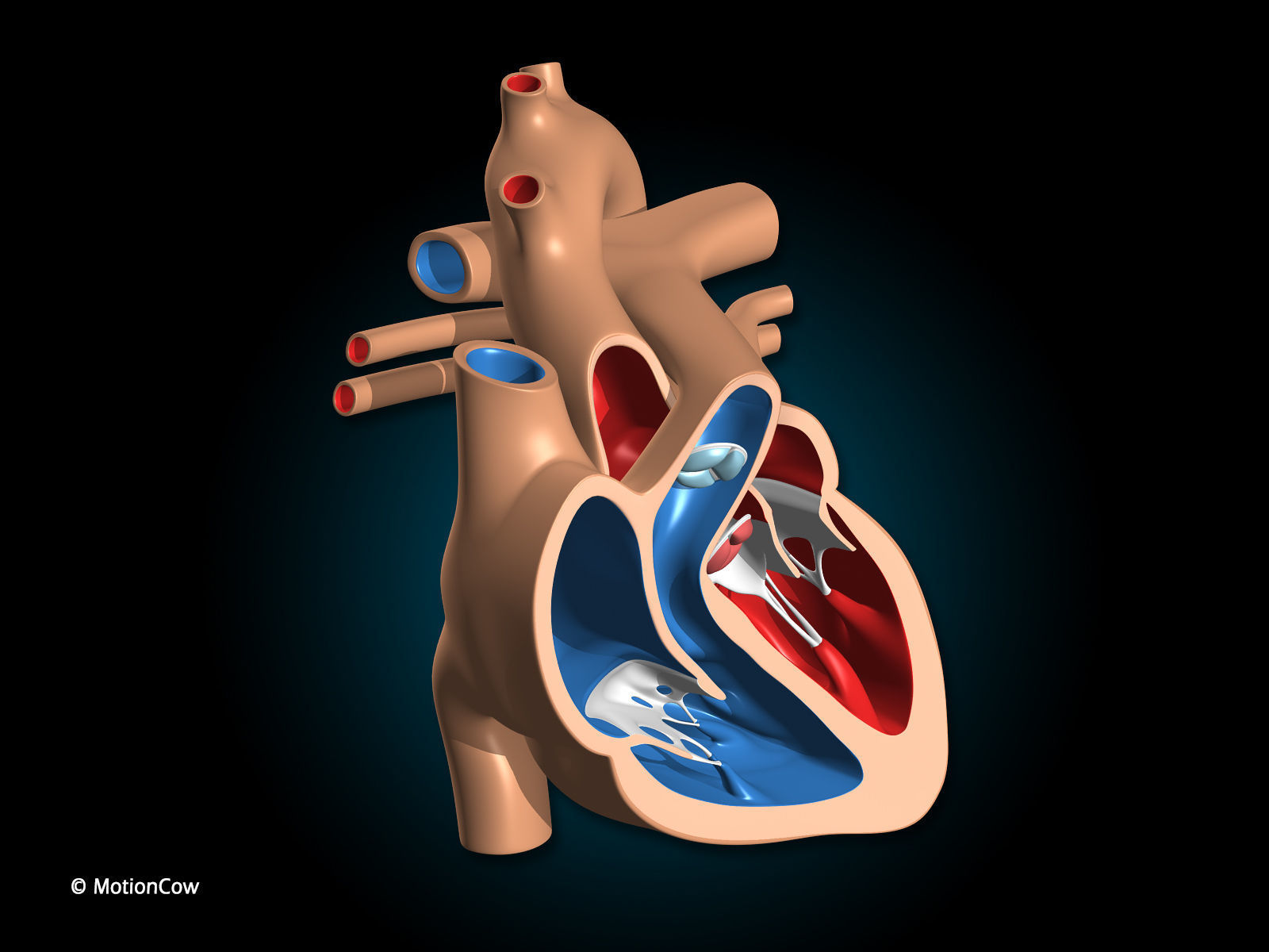 Heart X-Section 3D model_4