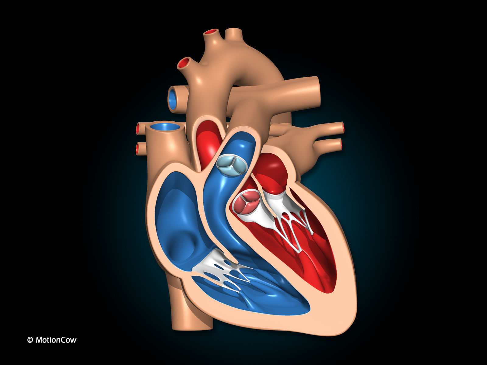 Heart X-Section 3D model_3