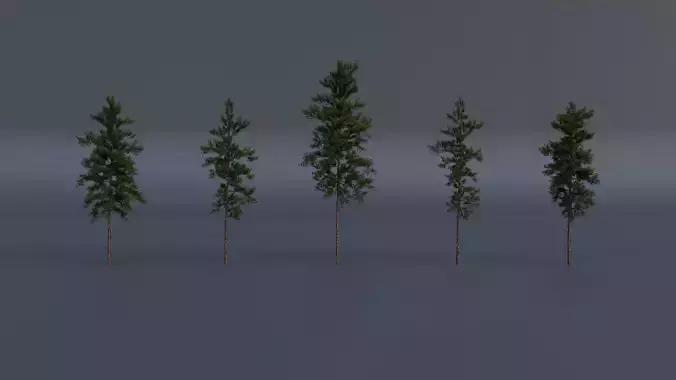 European Pine Tree Pack  High Poly  Model Realistic  Detailed