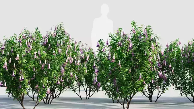 Lysionotus pauciflorus a