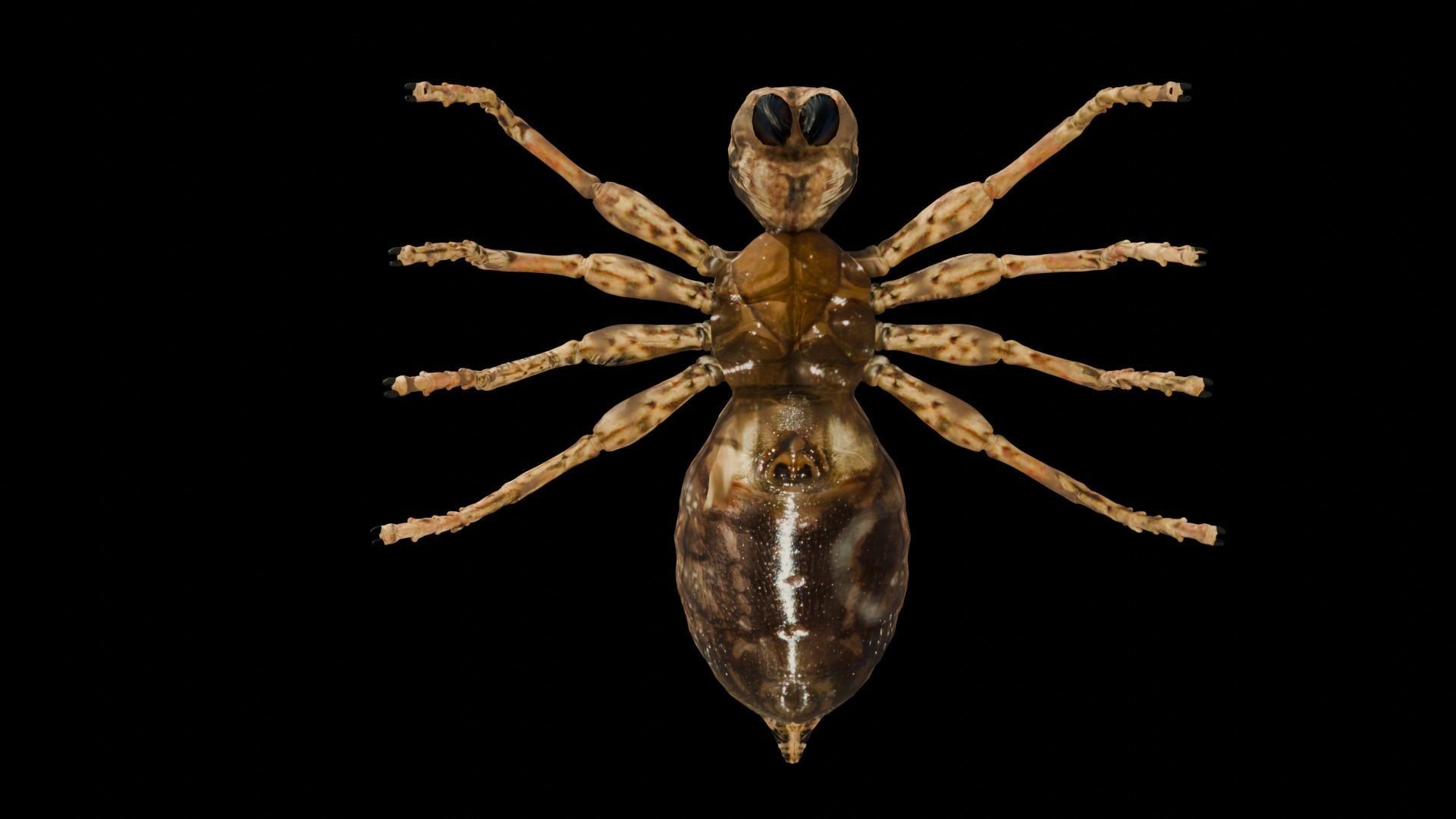 Spider Low-poly 3D model_8