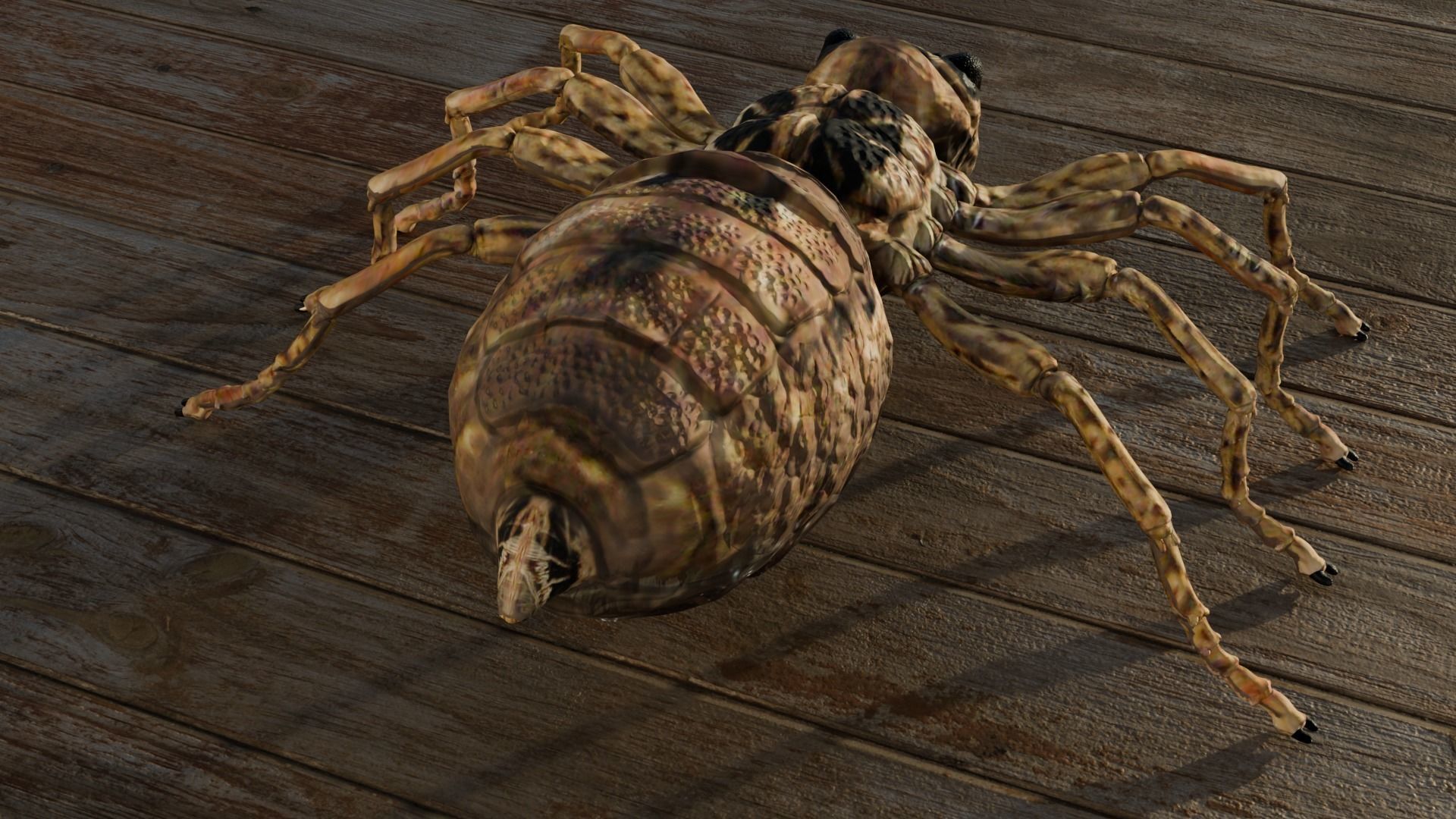 Spider Low-poly 3D model_6